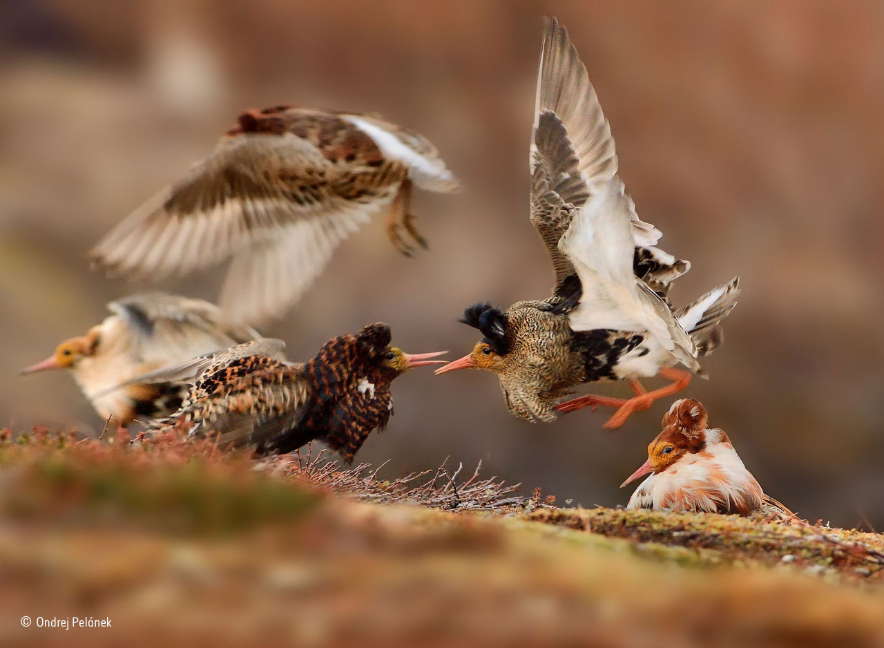 2015 Wildlife Photographer of the Year Photos
