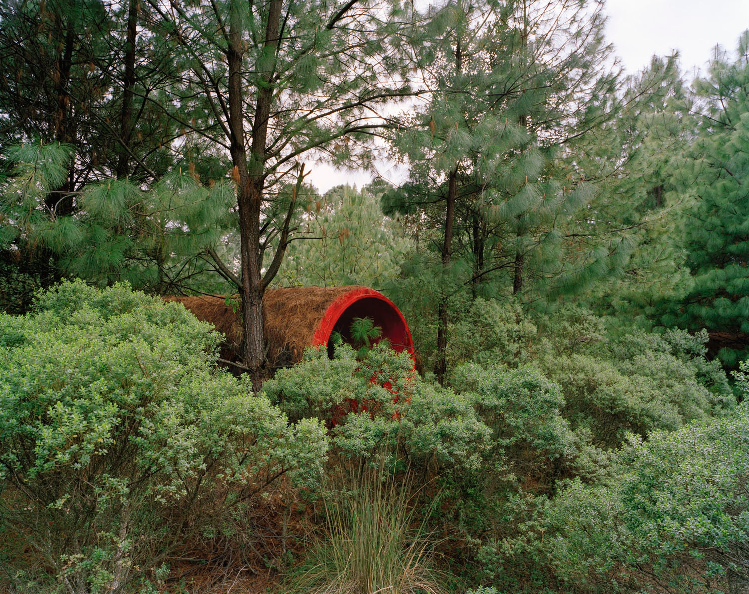 Forest Red, 2012