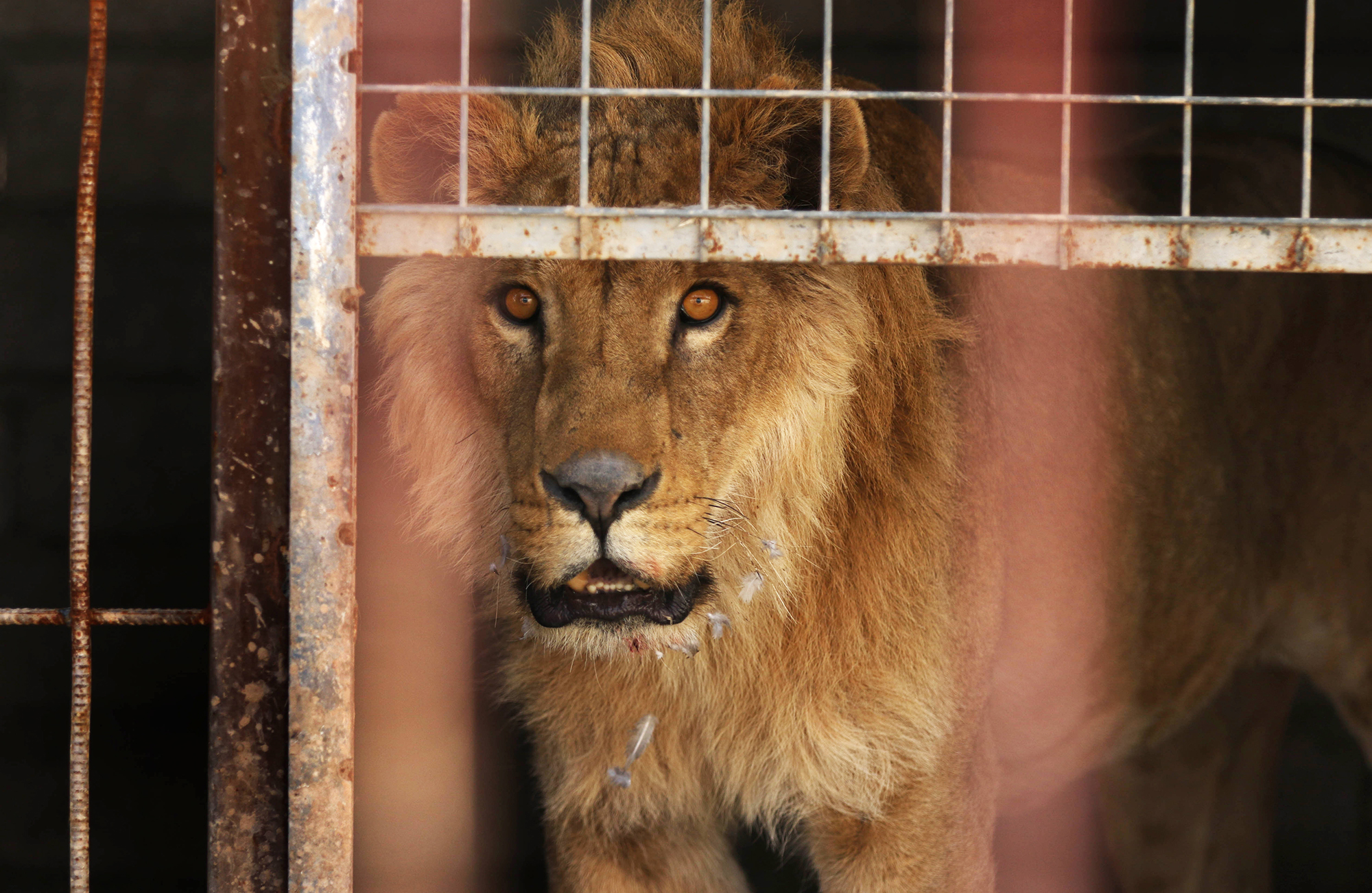 IRAQ-CONFLICT-ANIMAL-ZOO