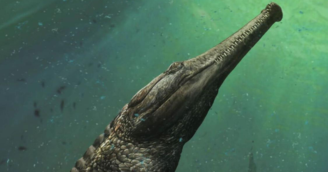 The new Machimosaurus rex species was discovered in the Tunisian desert.