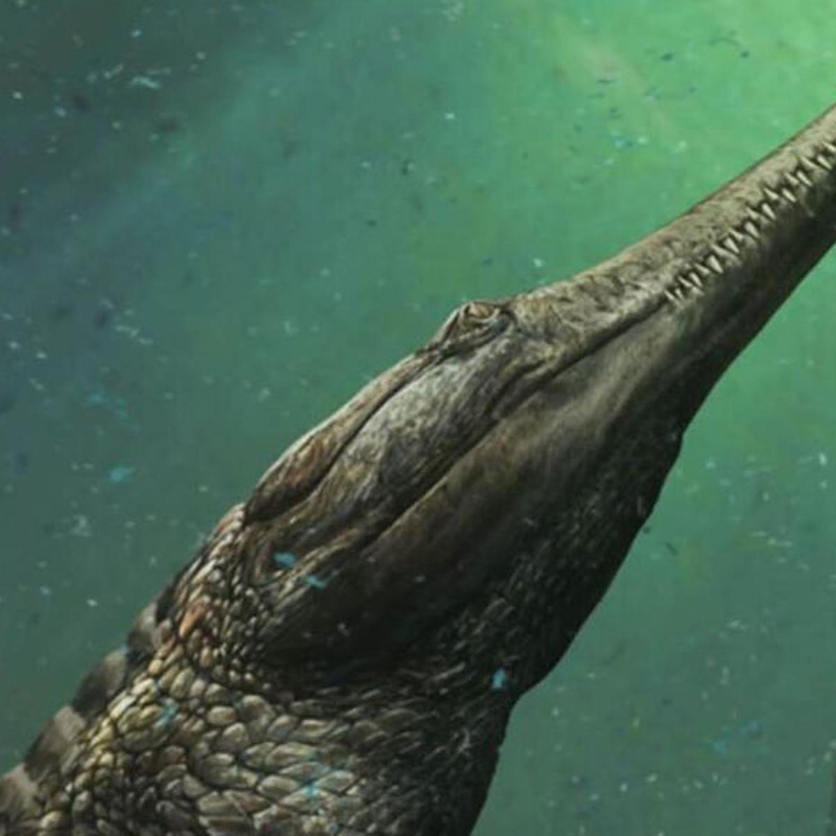The new Machimosaurus rex species was discovered in the Tunisian desert.