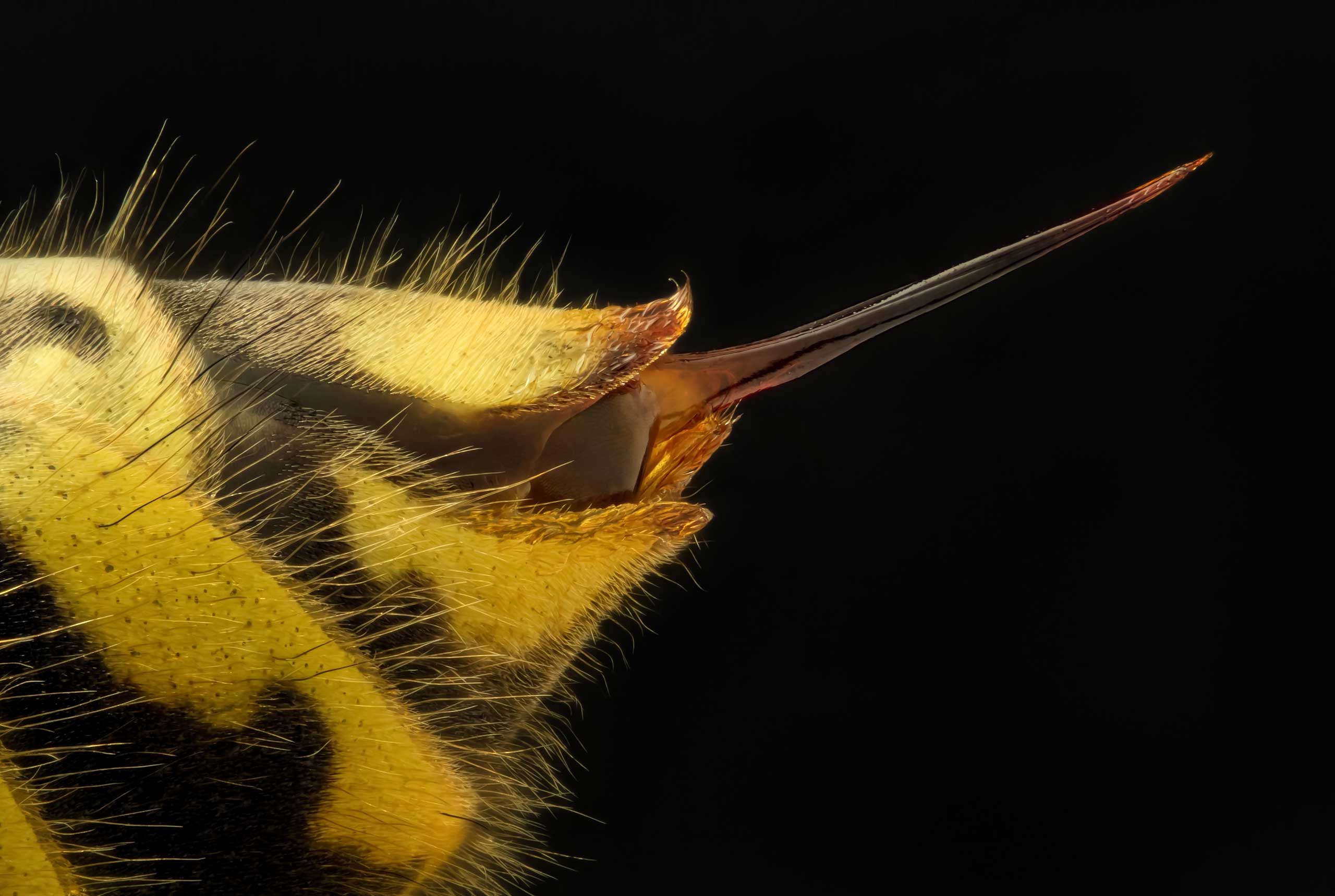 40 Stunning Images Captured Through A Microscope