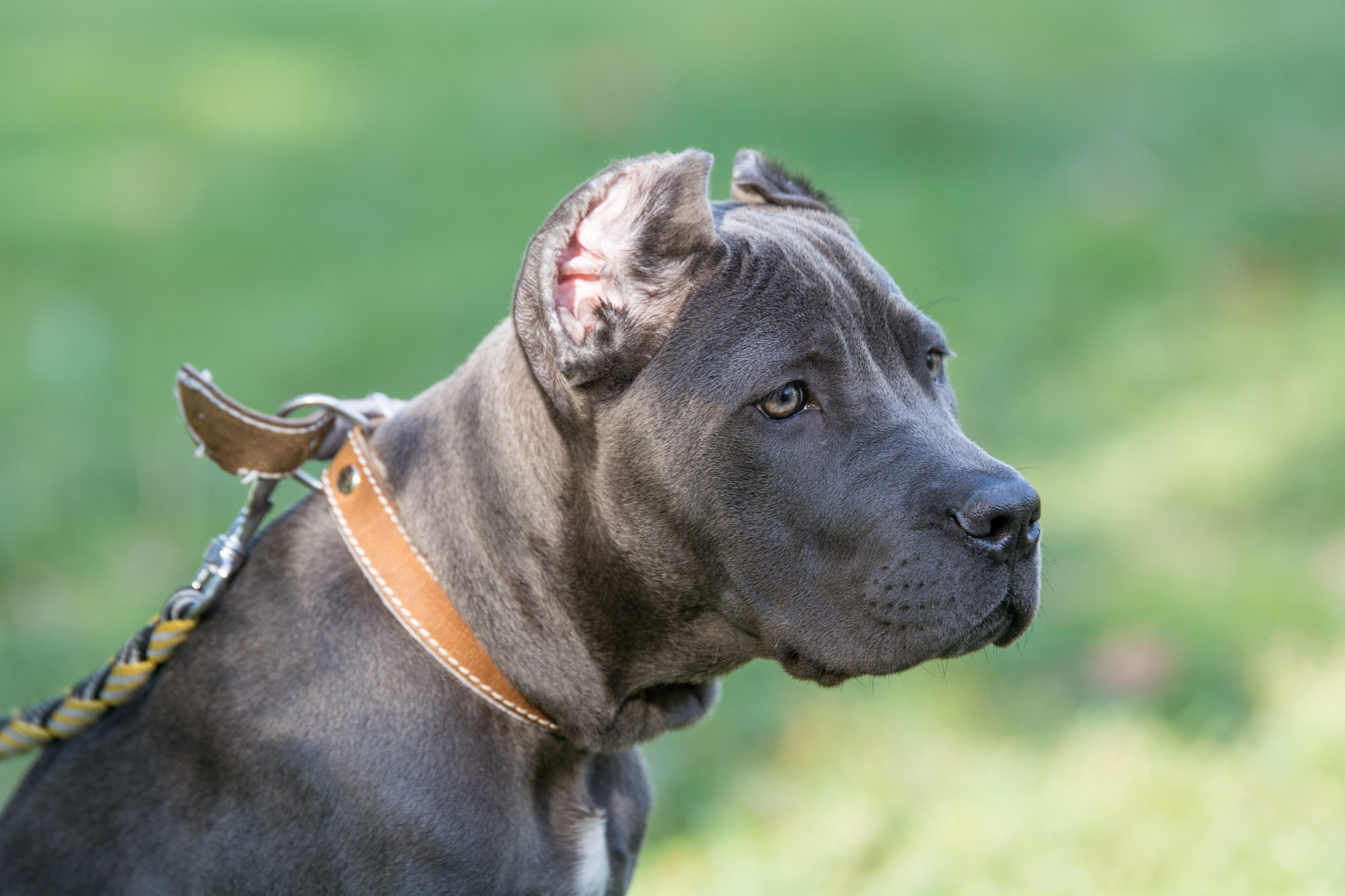Close-Up Of Dog Outdoors