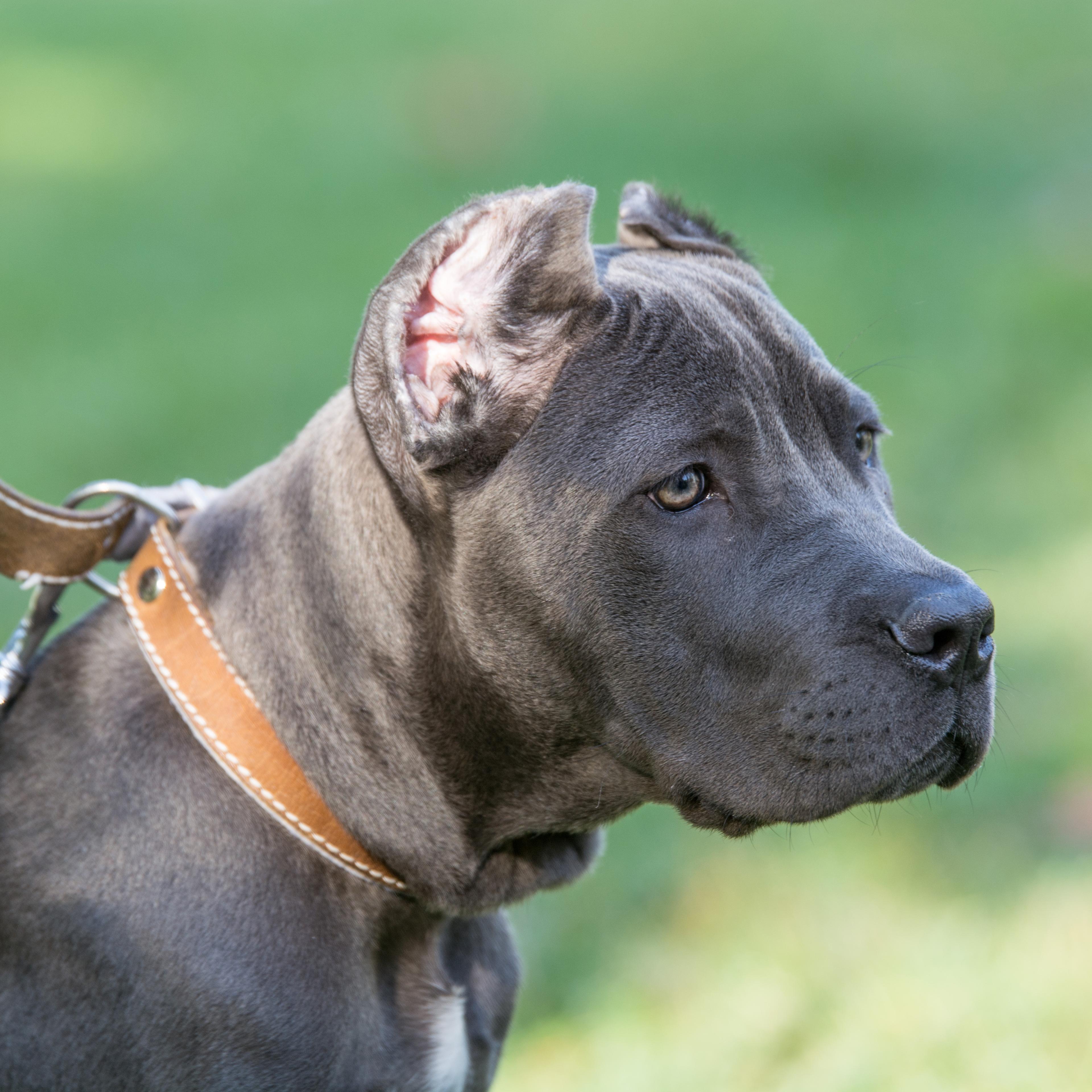 Close-Up Of Dog Outdoors