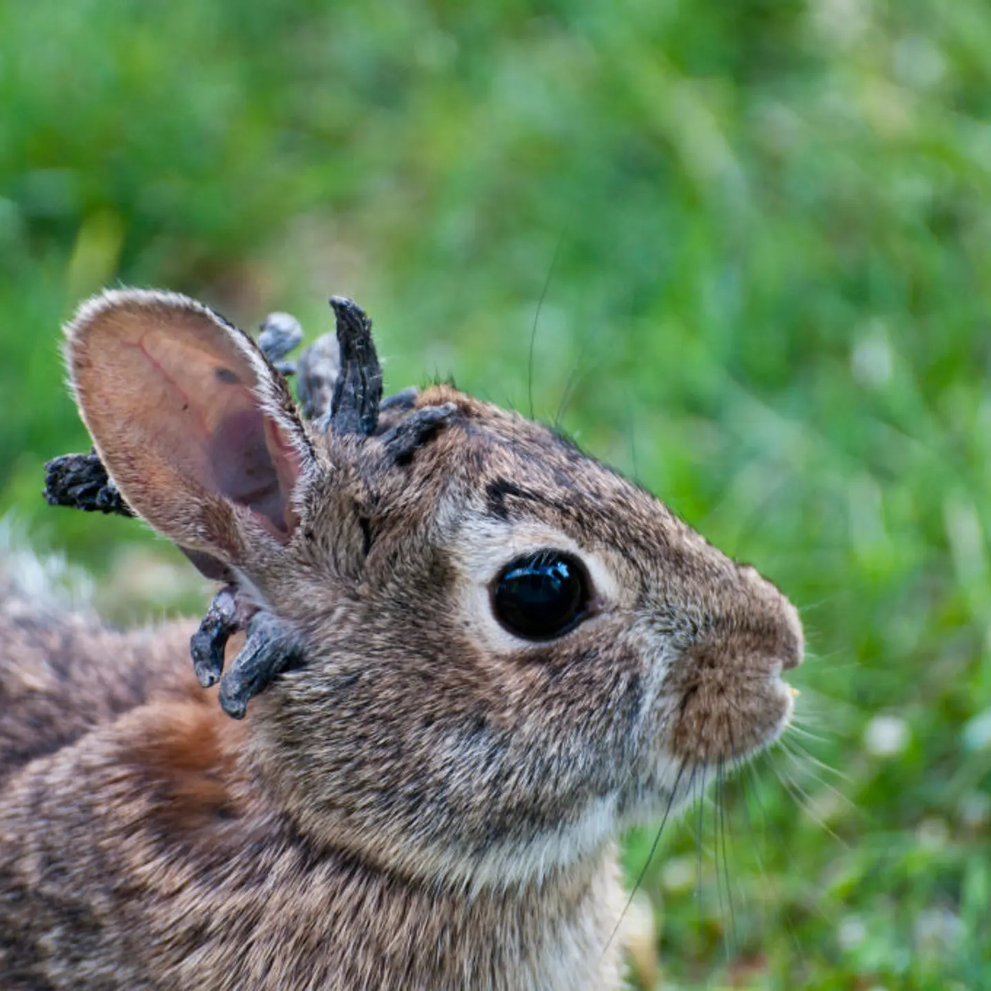Eastern Cottontail rabbit, with the papilloma virus