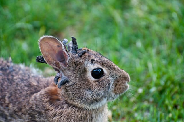 What to Know About the Horned 'Zombie' Rabbits Hopping Around Colorado