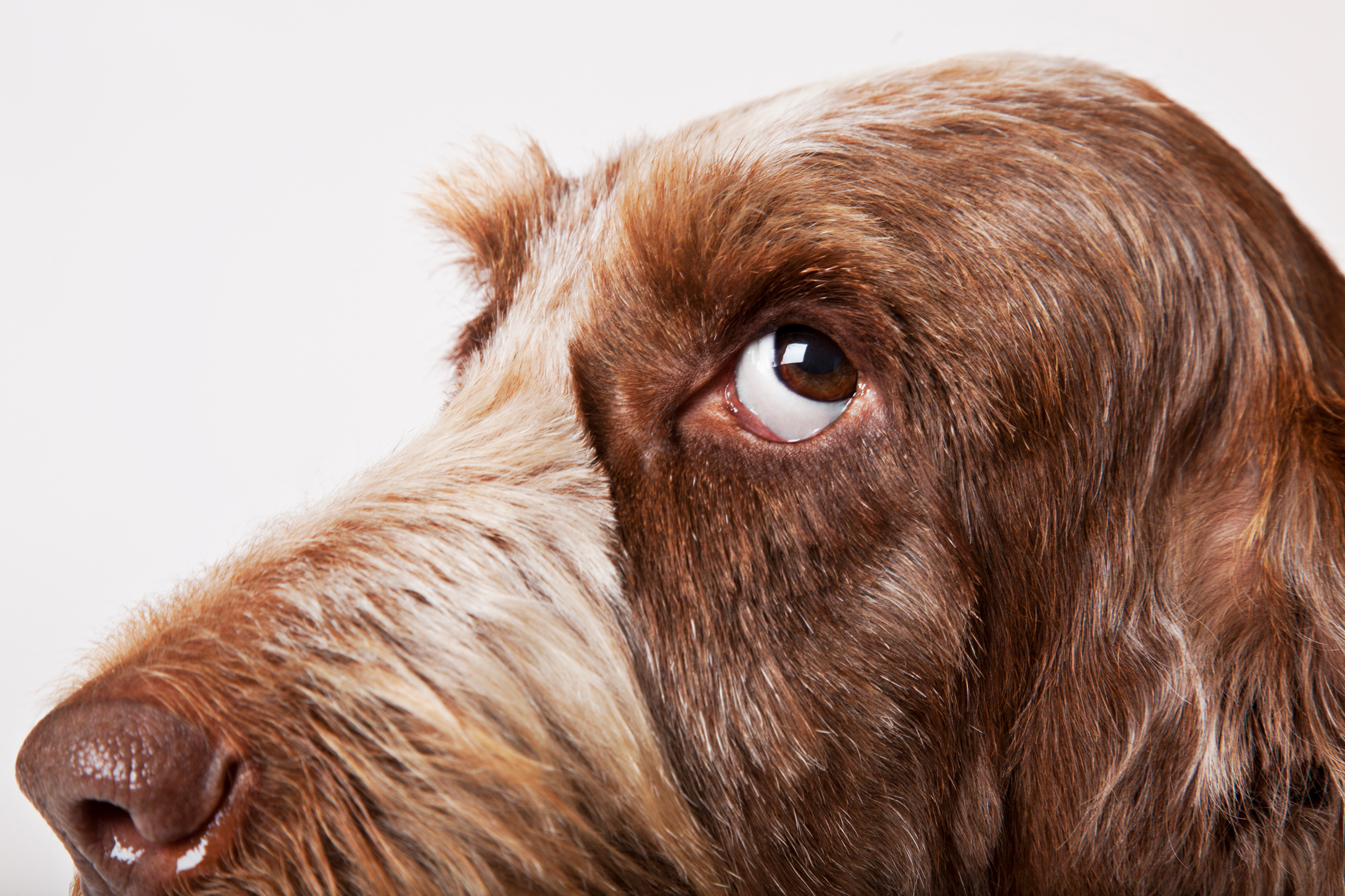 How Dogs Think