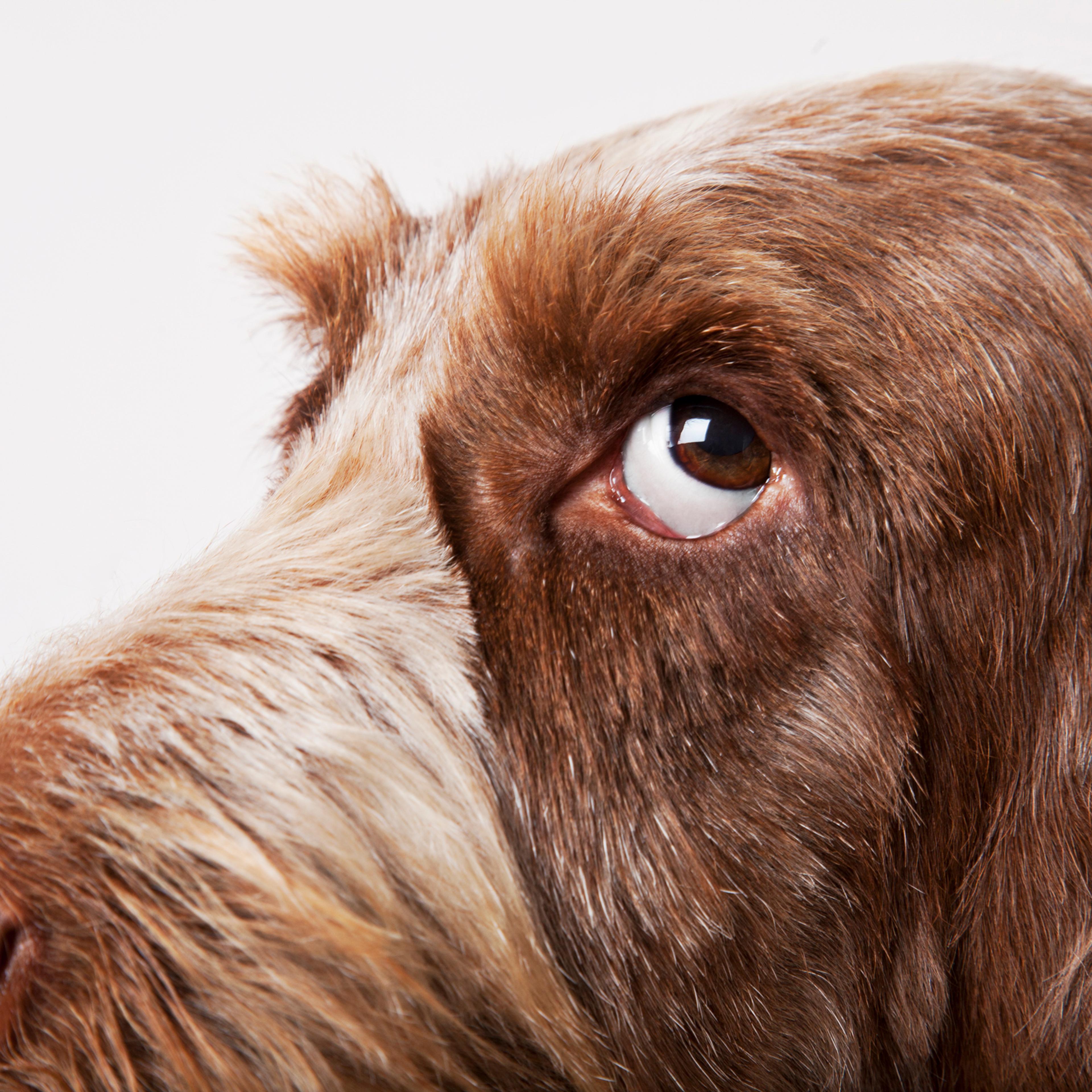 How Dogs Think
