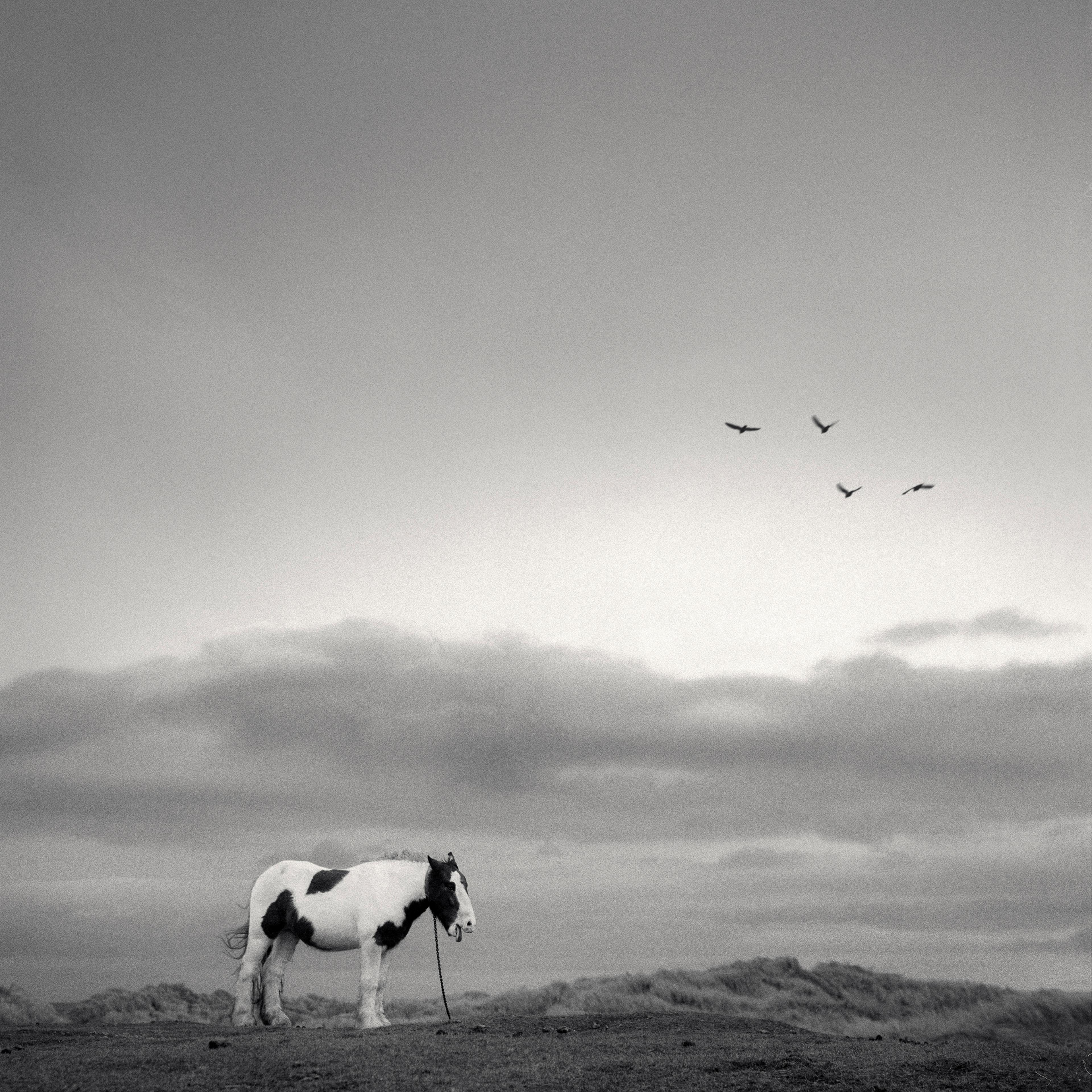 Lonely horse, England, 1998
