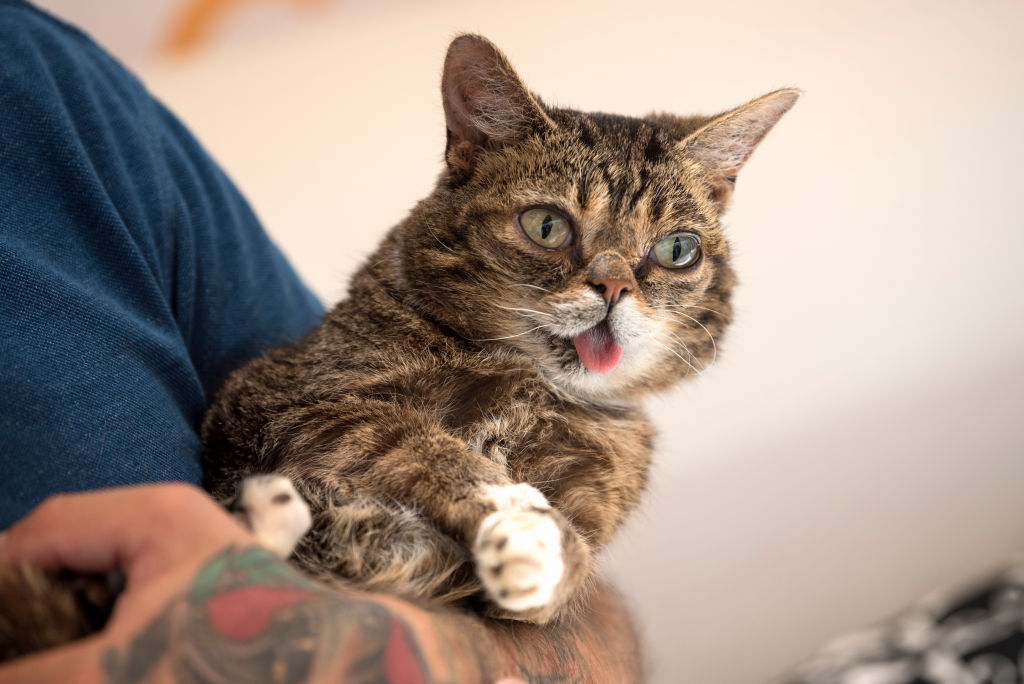 CatCon a Convention for Cat Lovers in Pasadena California