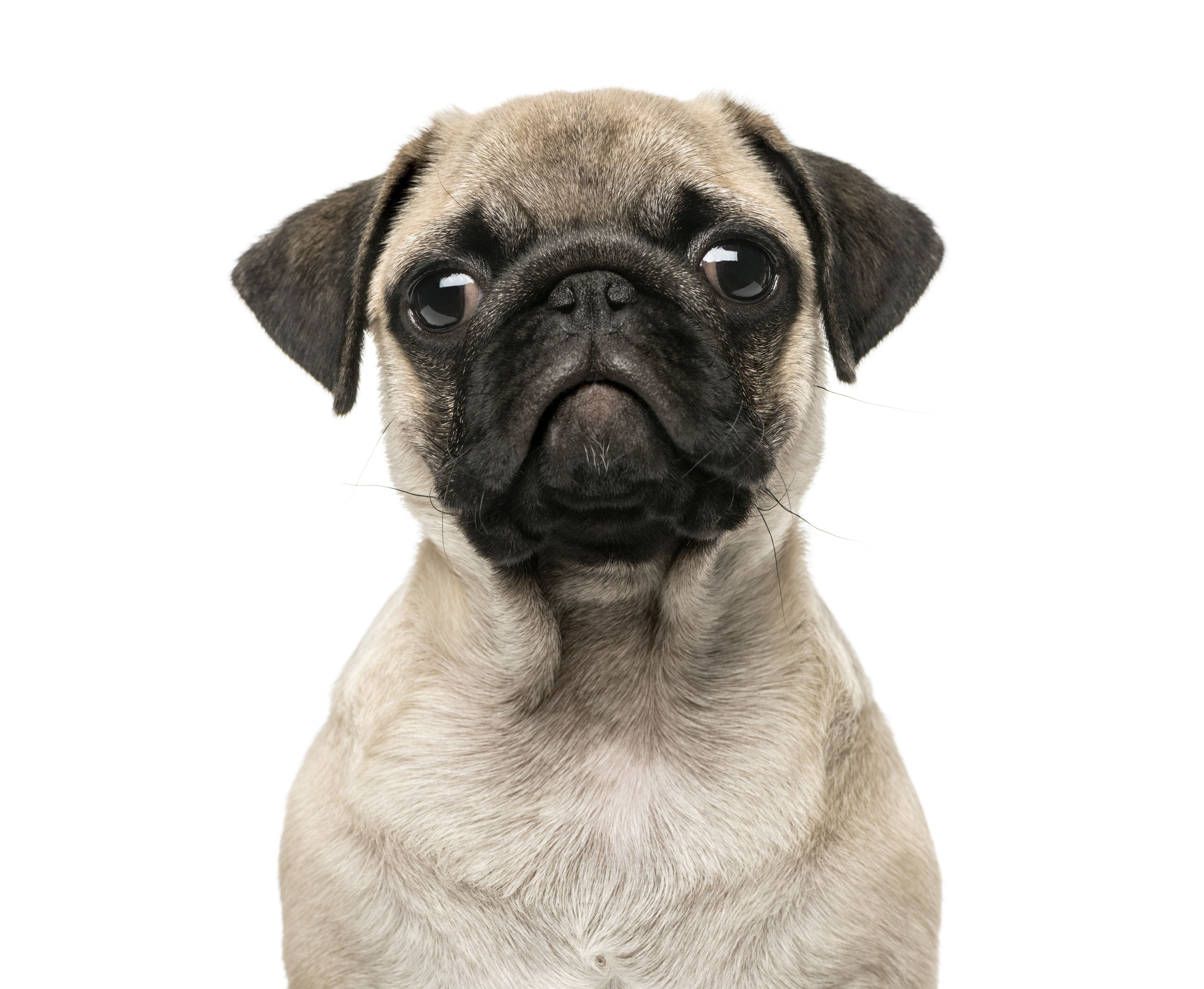 "Close-up of a Pug puppy, 3 months old, isolated on white"