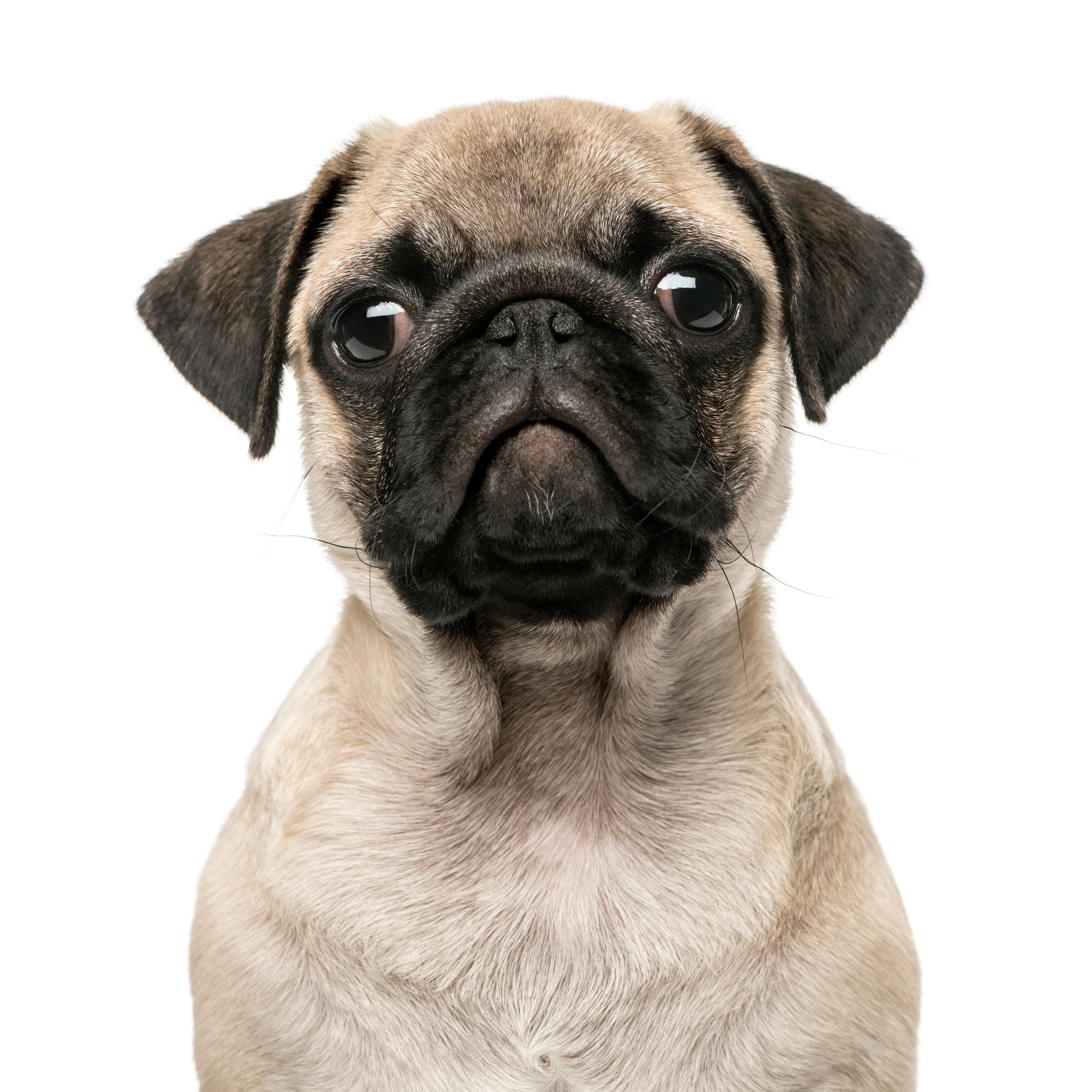 "Close-up of a Pug puppy, 3 months old, isolated on white"