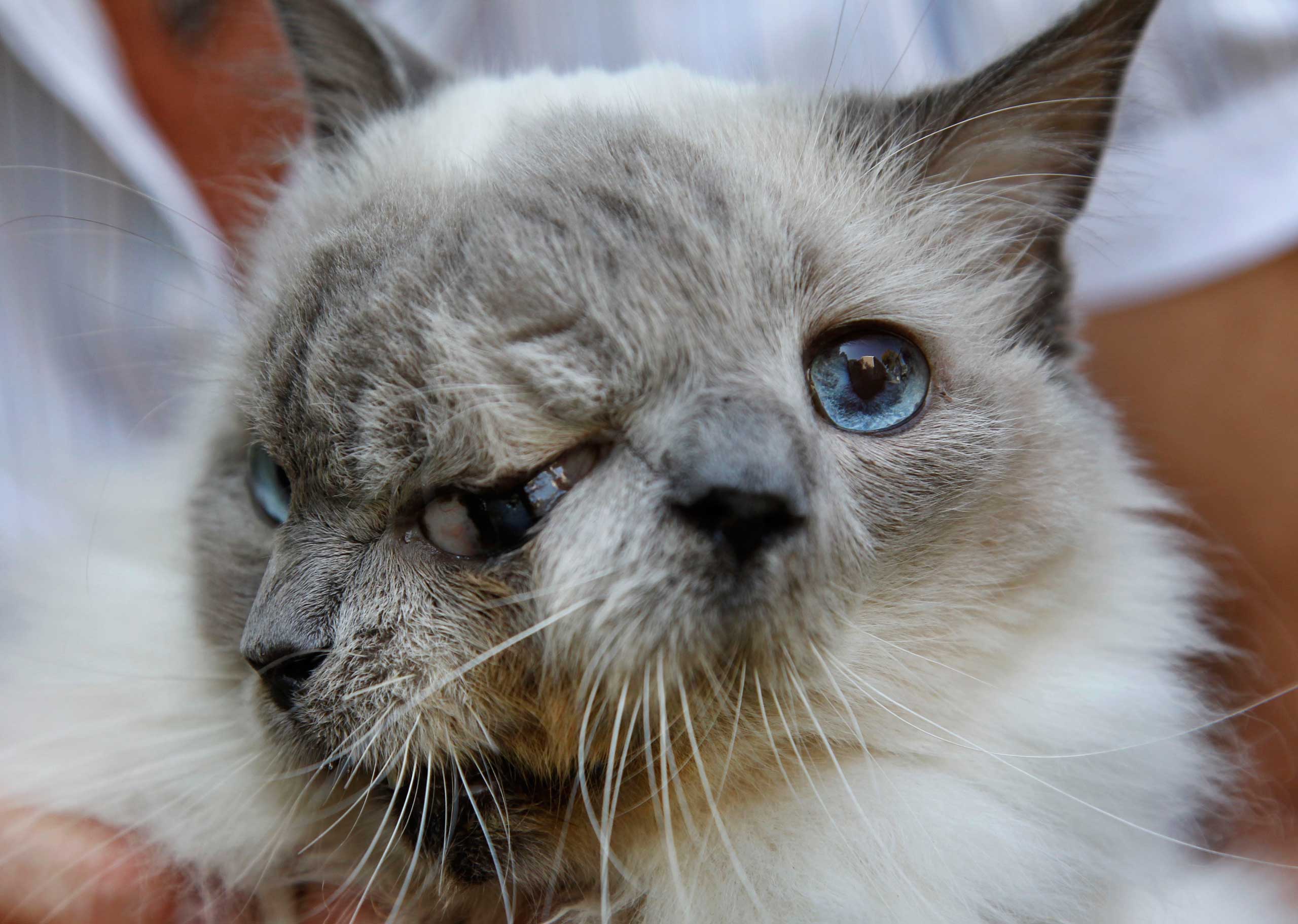 Two Faced Cat