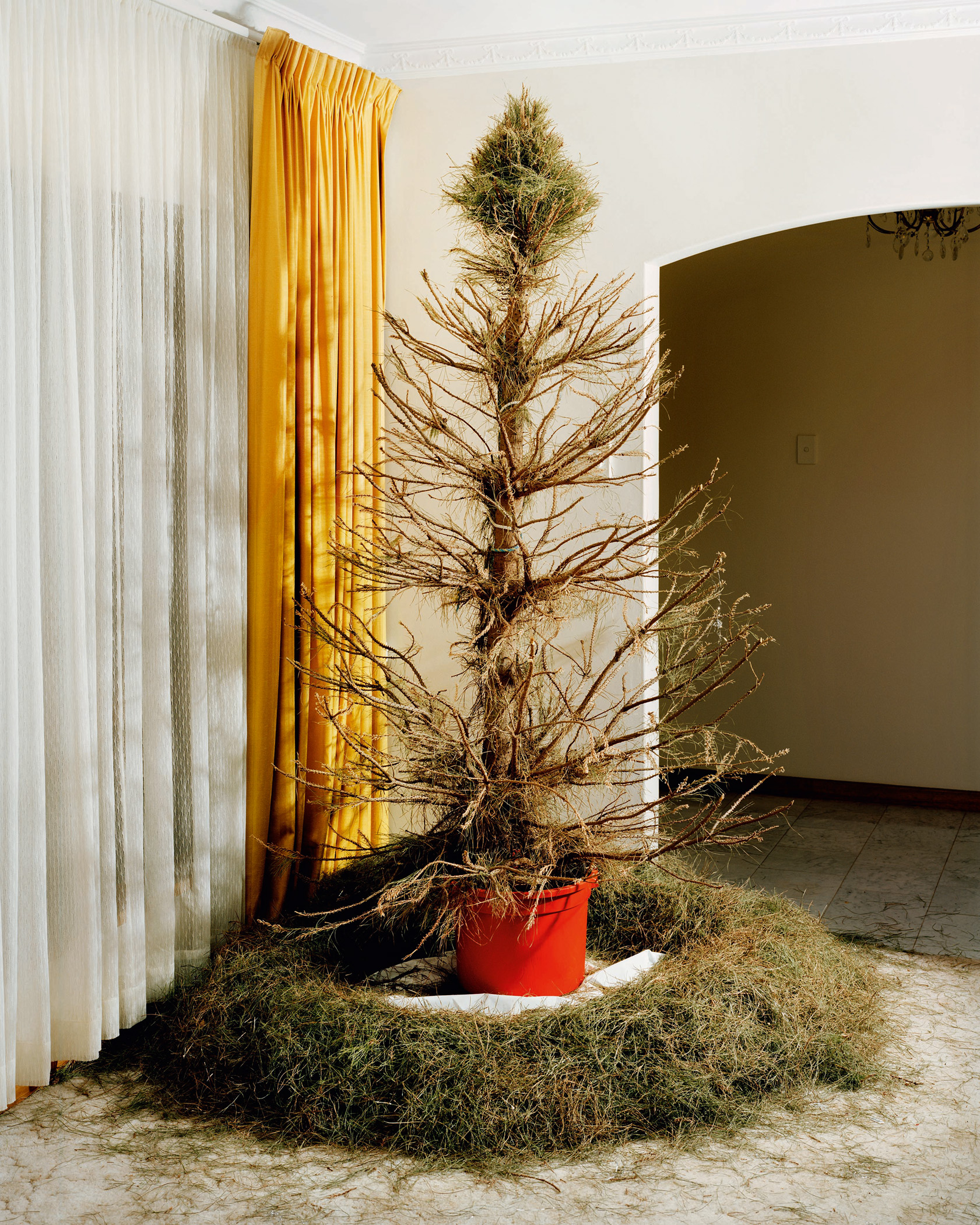 The Christmas Tree Bucket: Trent Parke's Family Album