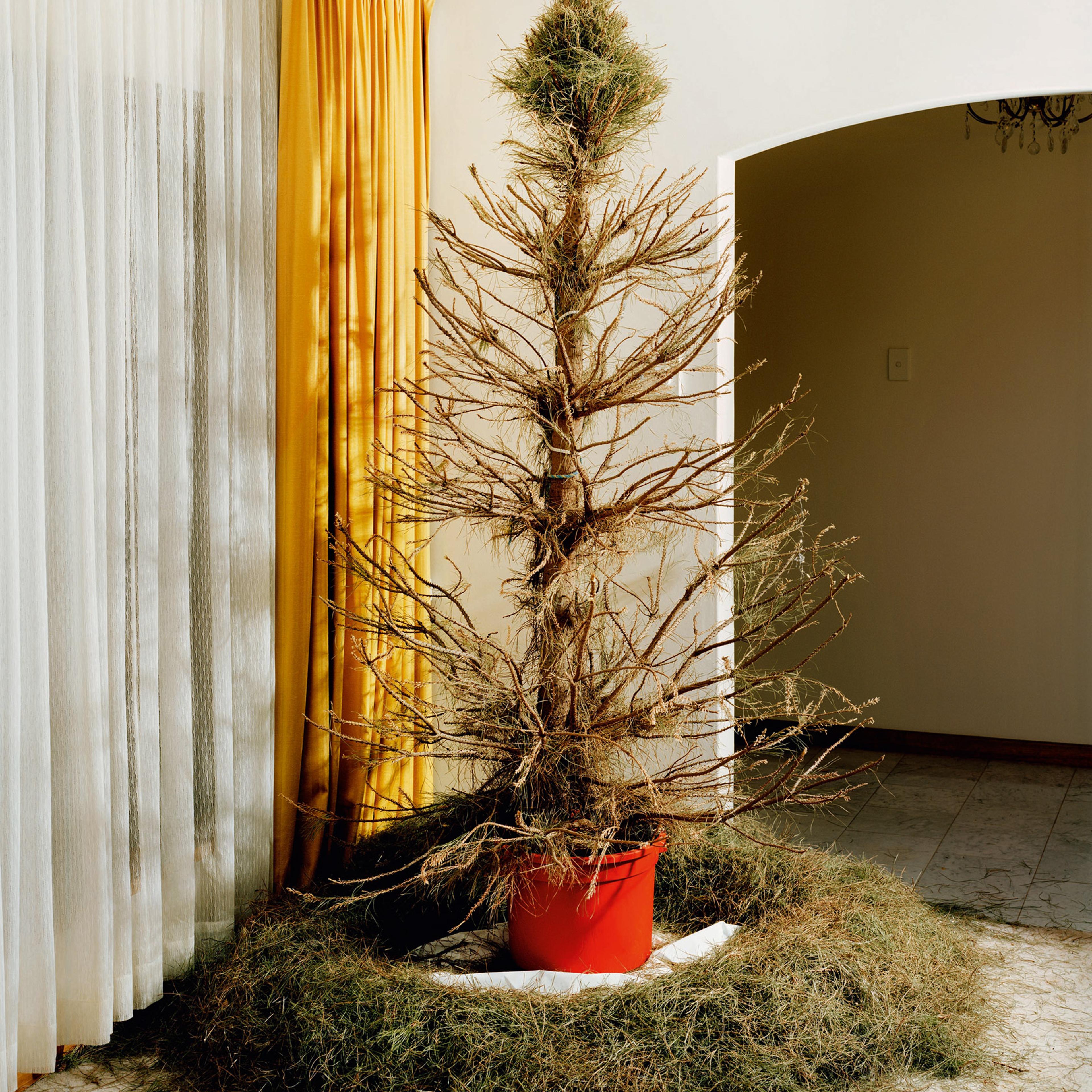 The Christmas Tree Bucket: Trent Parke's Family Album