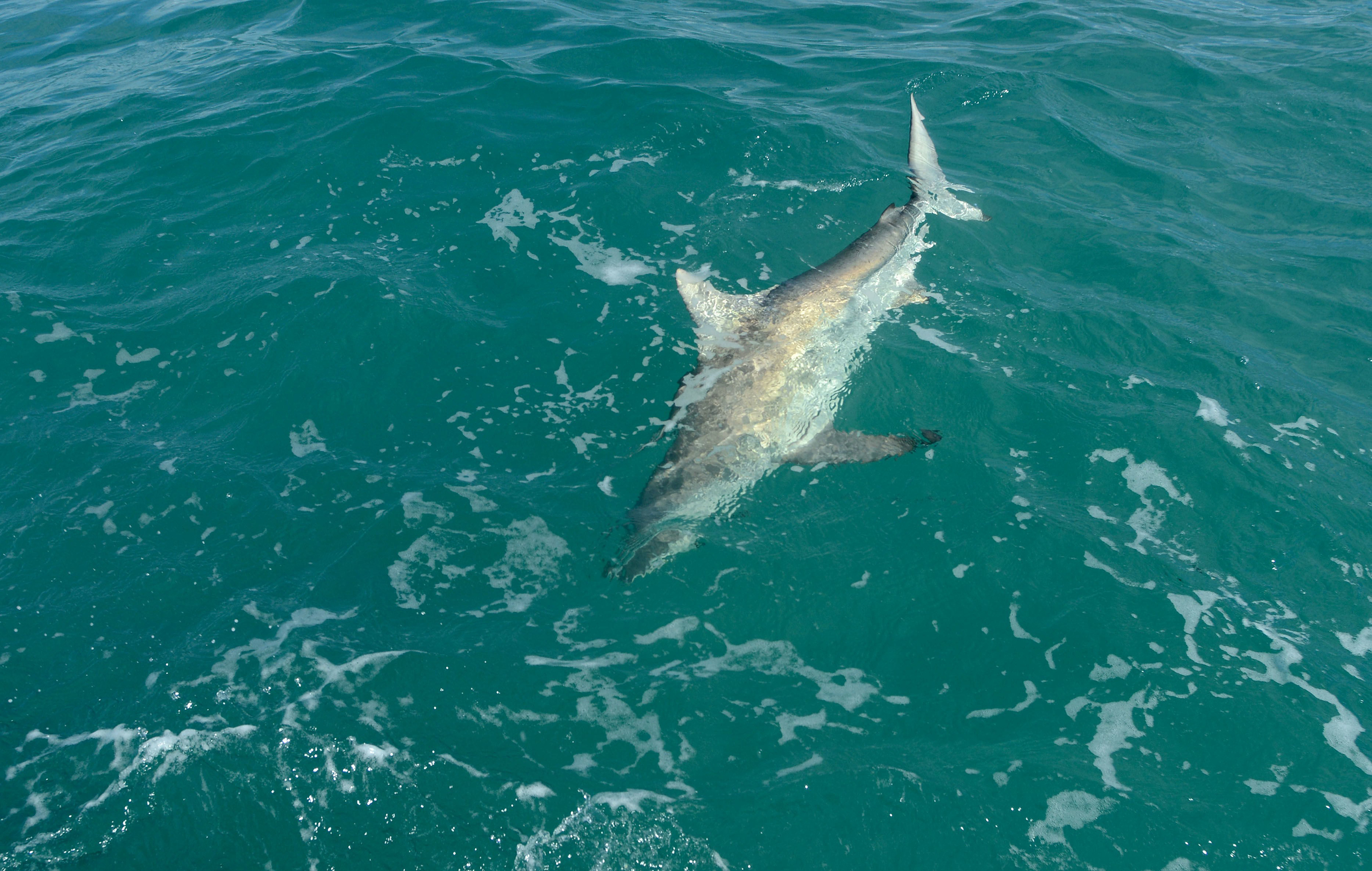 South Florida sharks