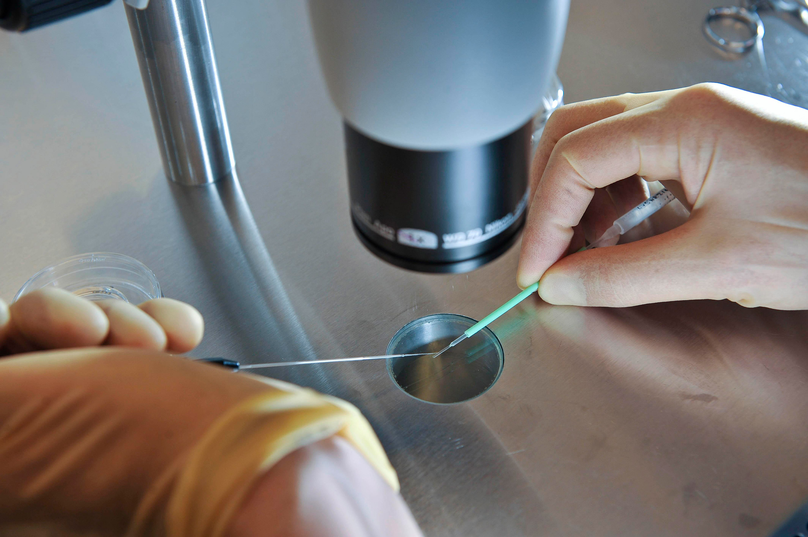 In this Aug. 11, 2008 file photo, a scientist works during an IVF process.