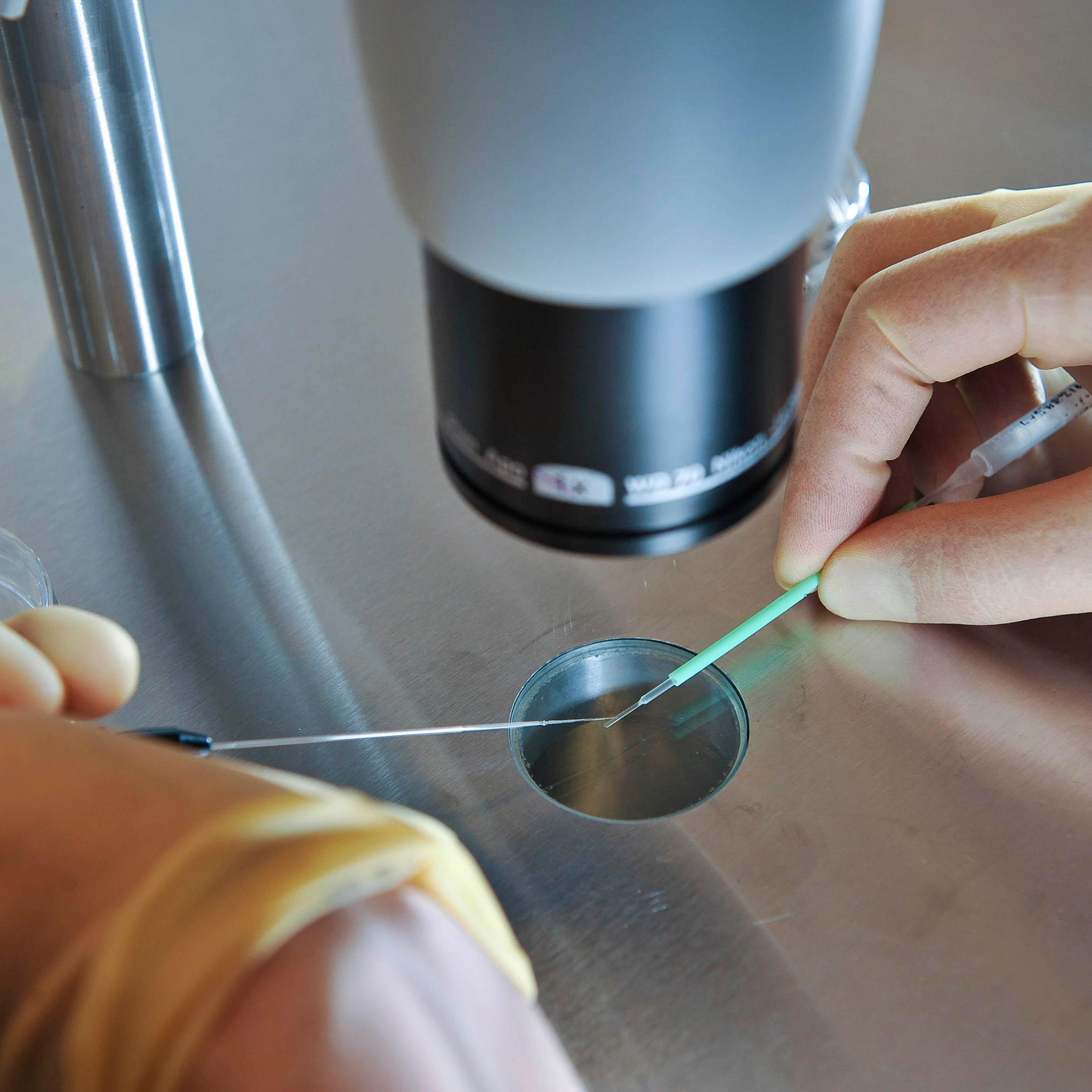 In this Aug. 11, 2008 file photo, a scientist works during an IVF process.
