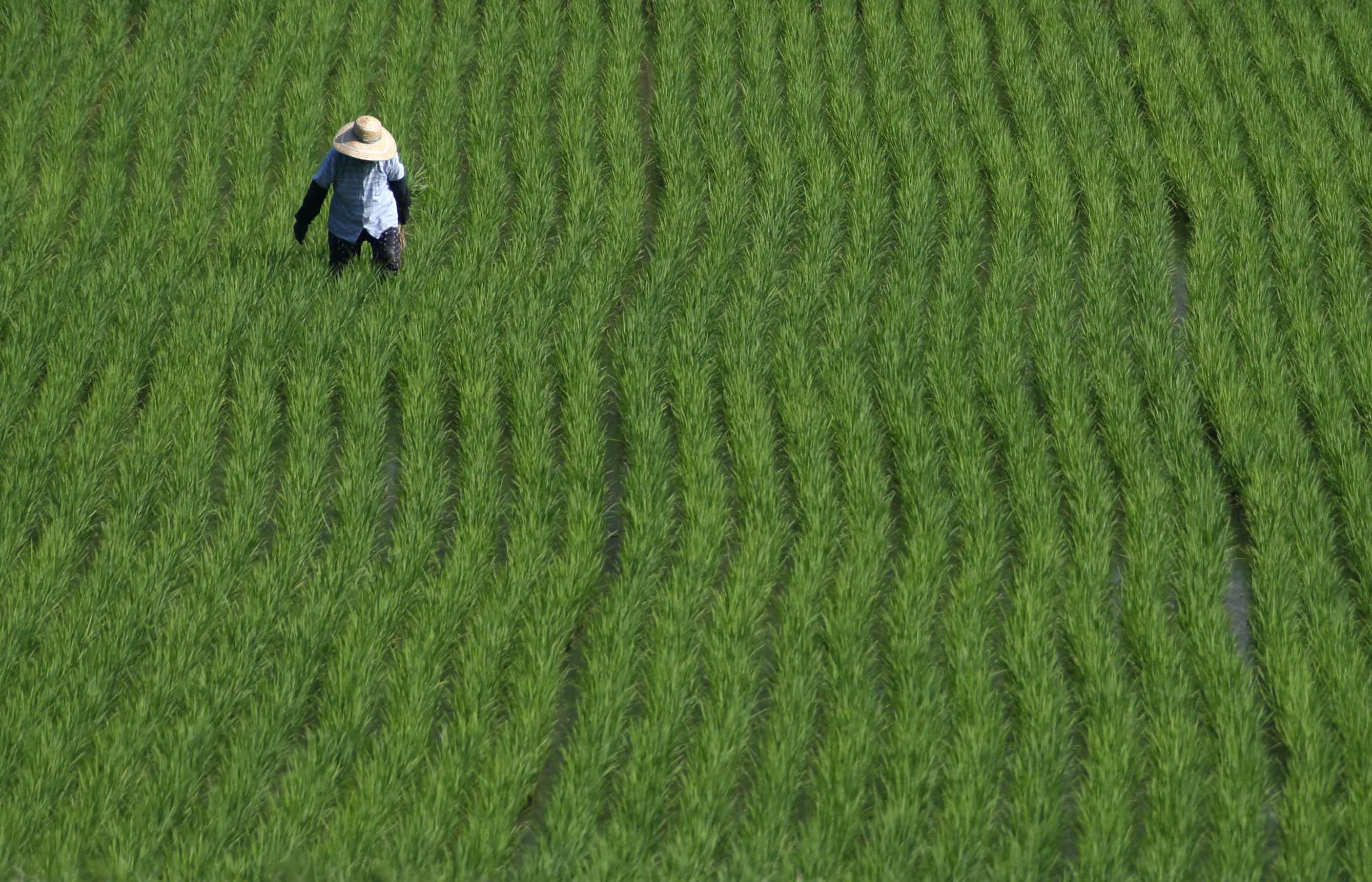 Ancient Silk Town Paves Way For Japans Abandoned Rice Fields