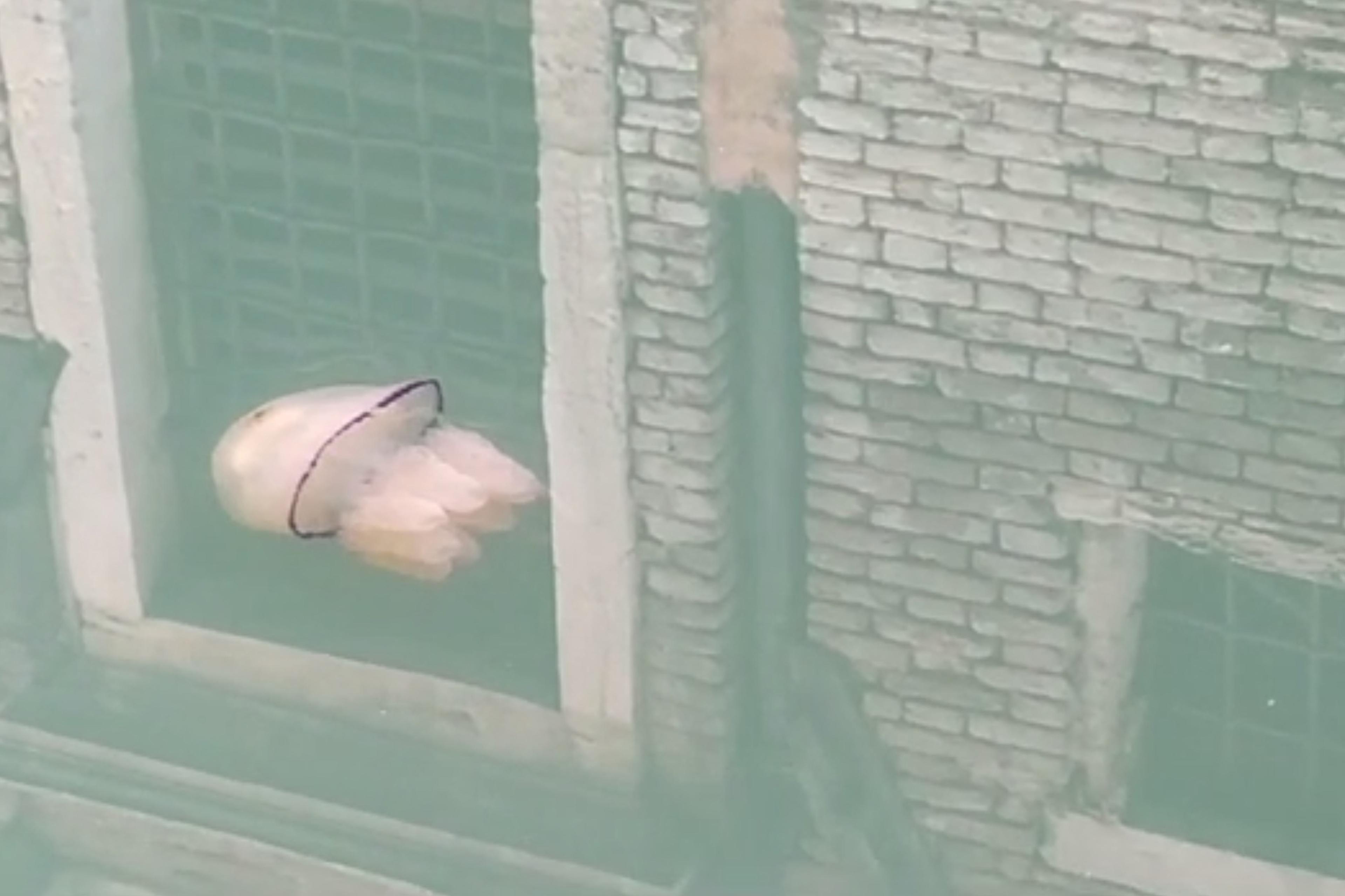 A jellyfish swims in transparent waters of the Venice canals