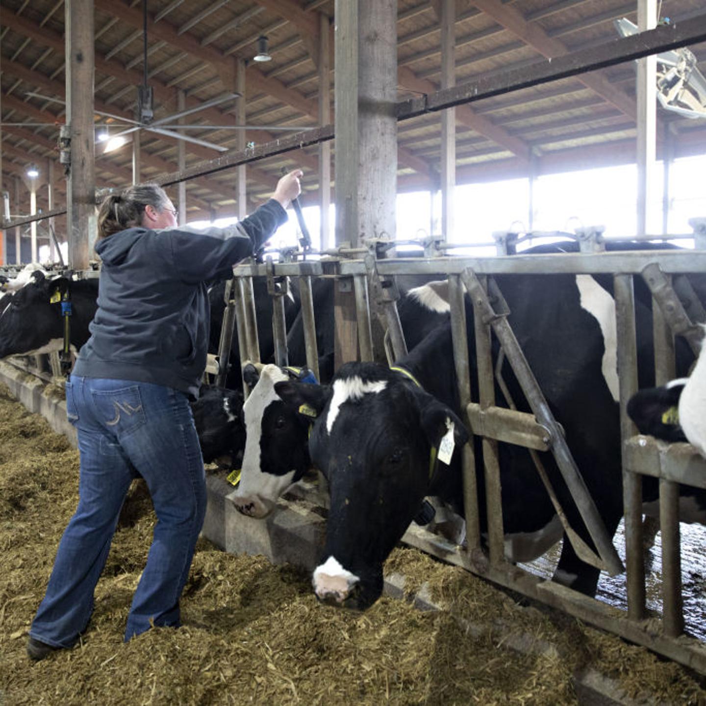 Milk Production In Wisconsin As Covid-19 Pandemic Impacts Dairy Industry
