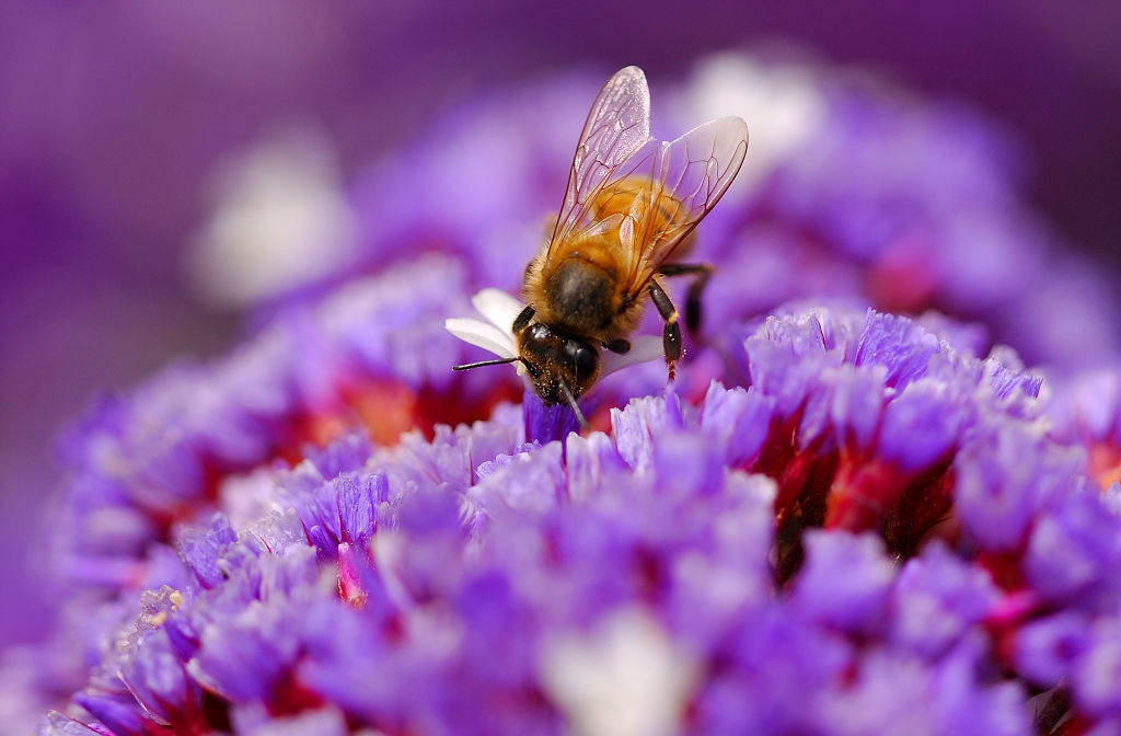 Insects