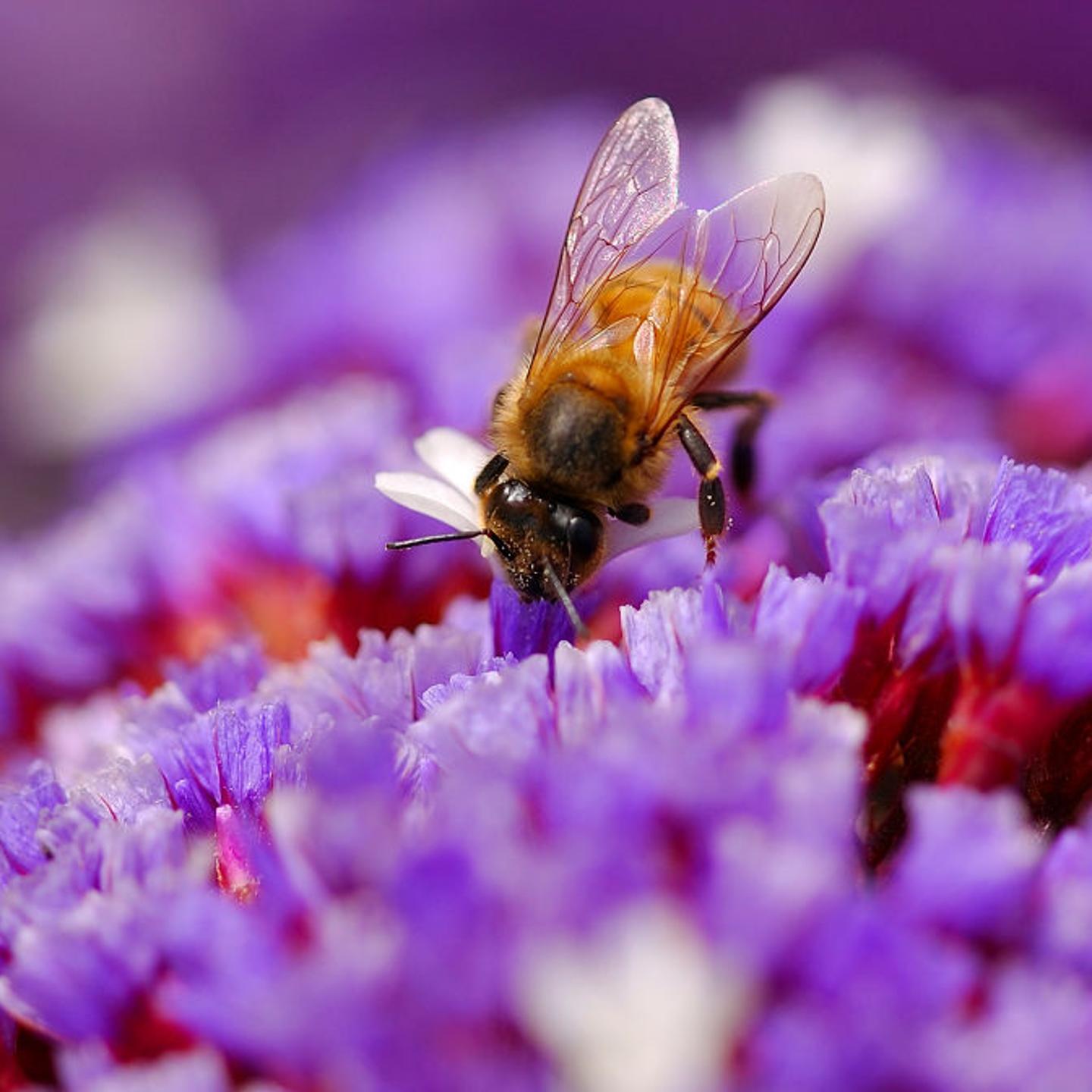 Insects
