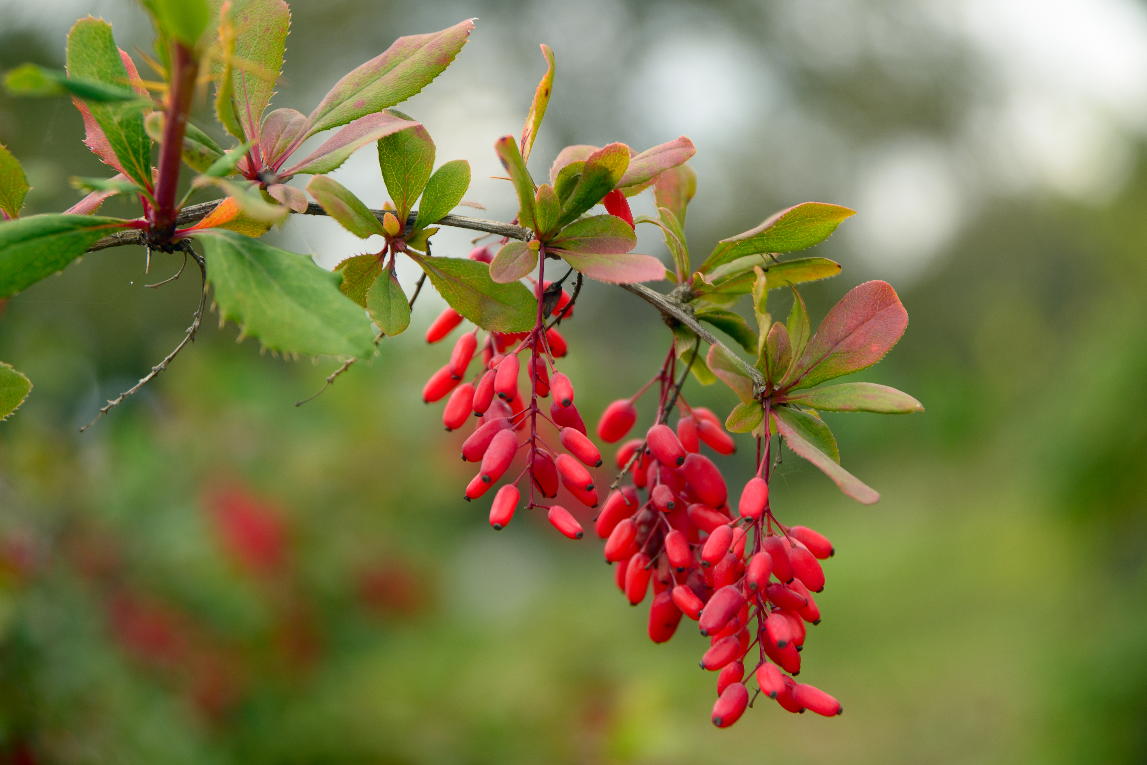berberine and semaglutide Why Berberine Is Not 'Nature's Ozempic'
