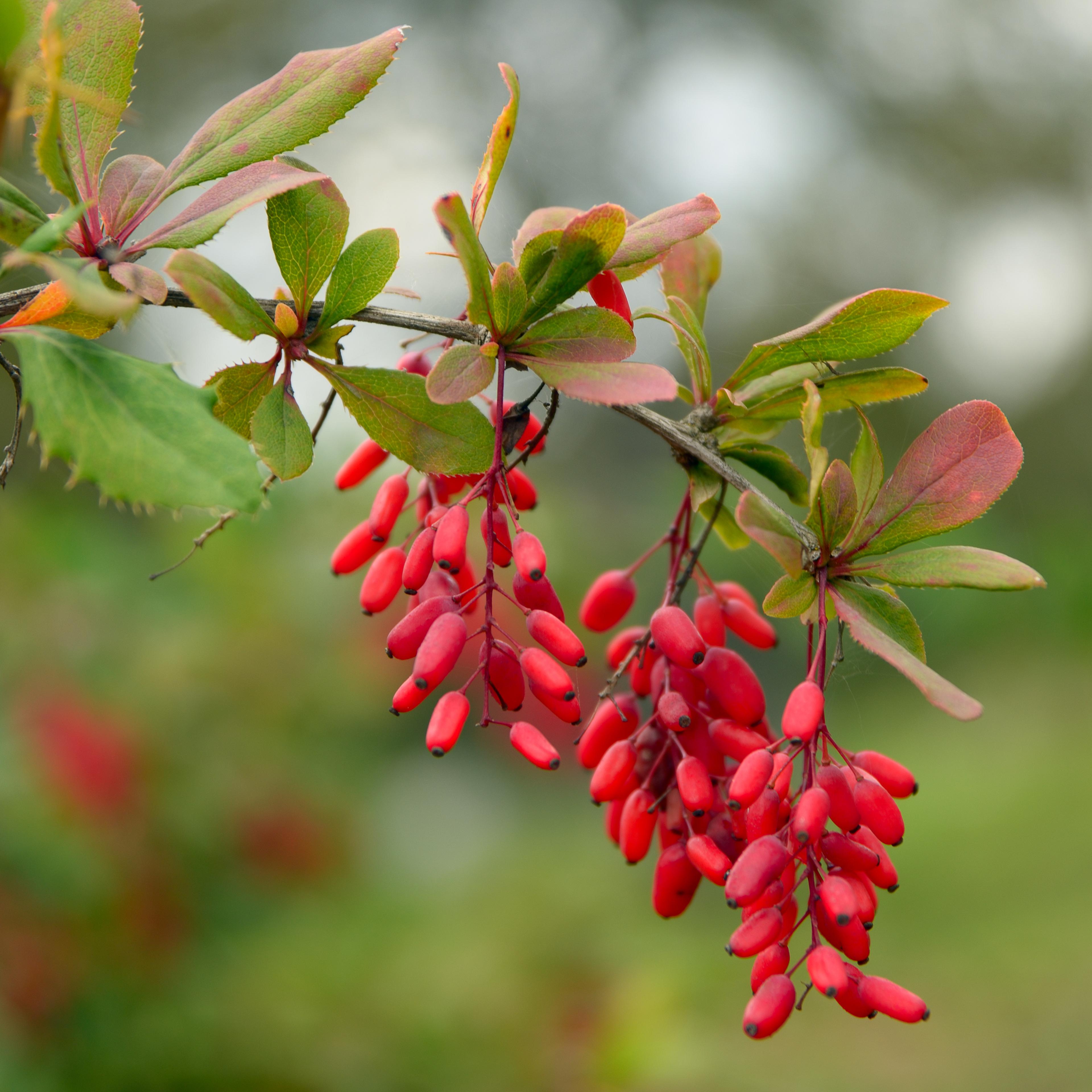 Branch of a barberry close-up