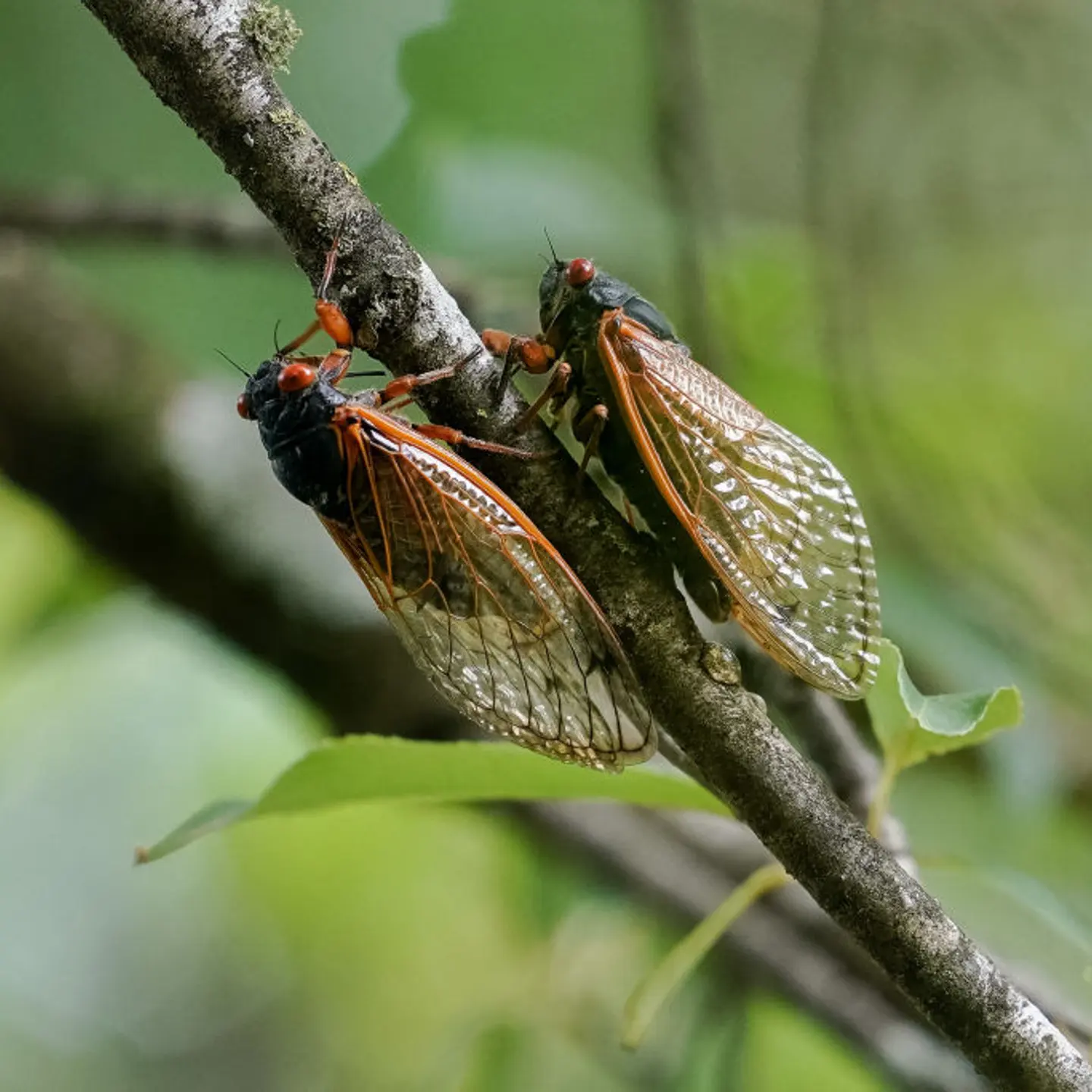 US-ENVIRONMENT-ANIMAL-CICADAS