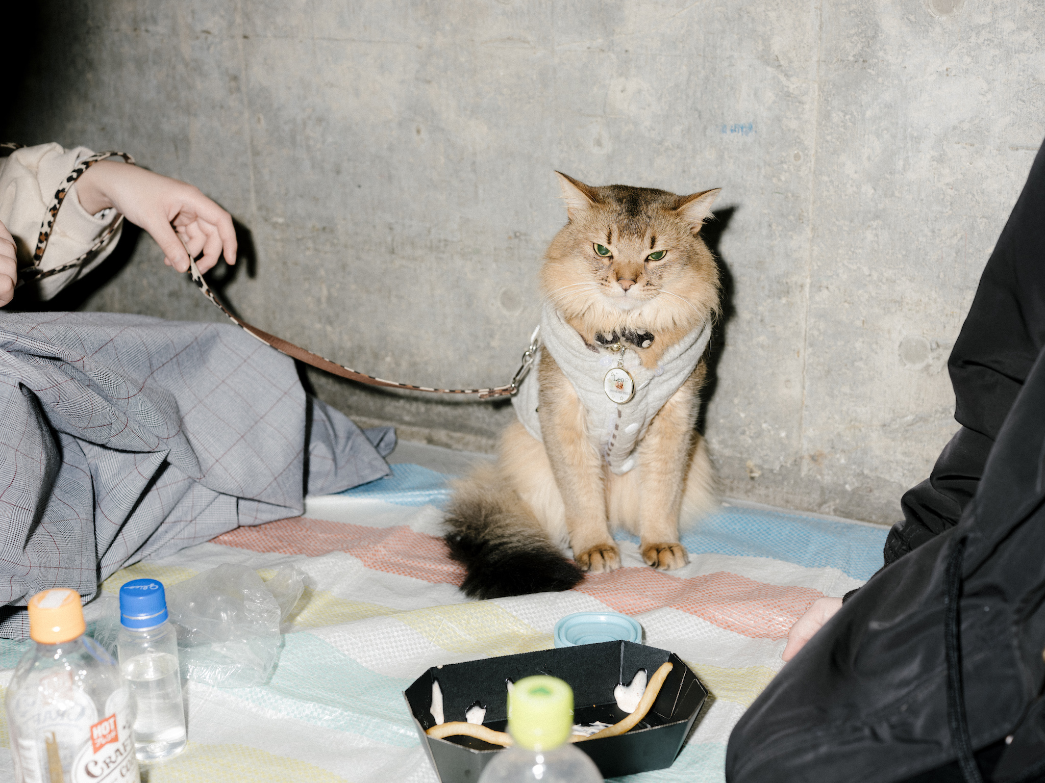 Cat in Tokyo