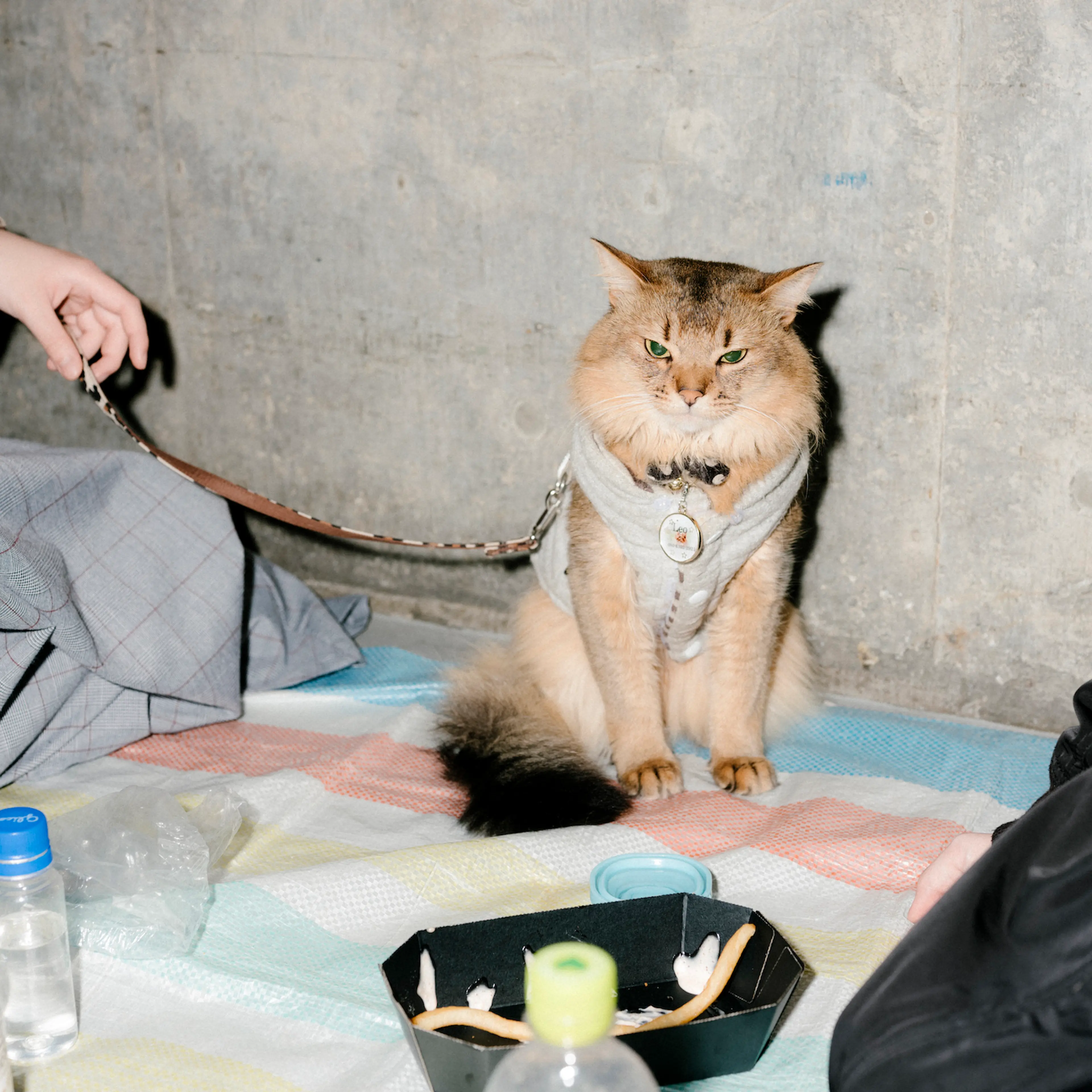 Cat in Tokyo