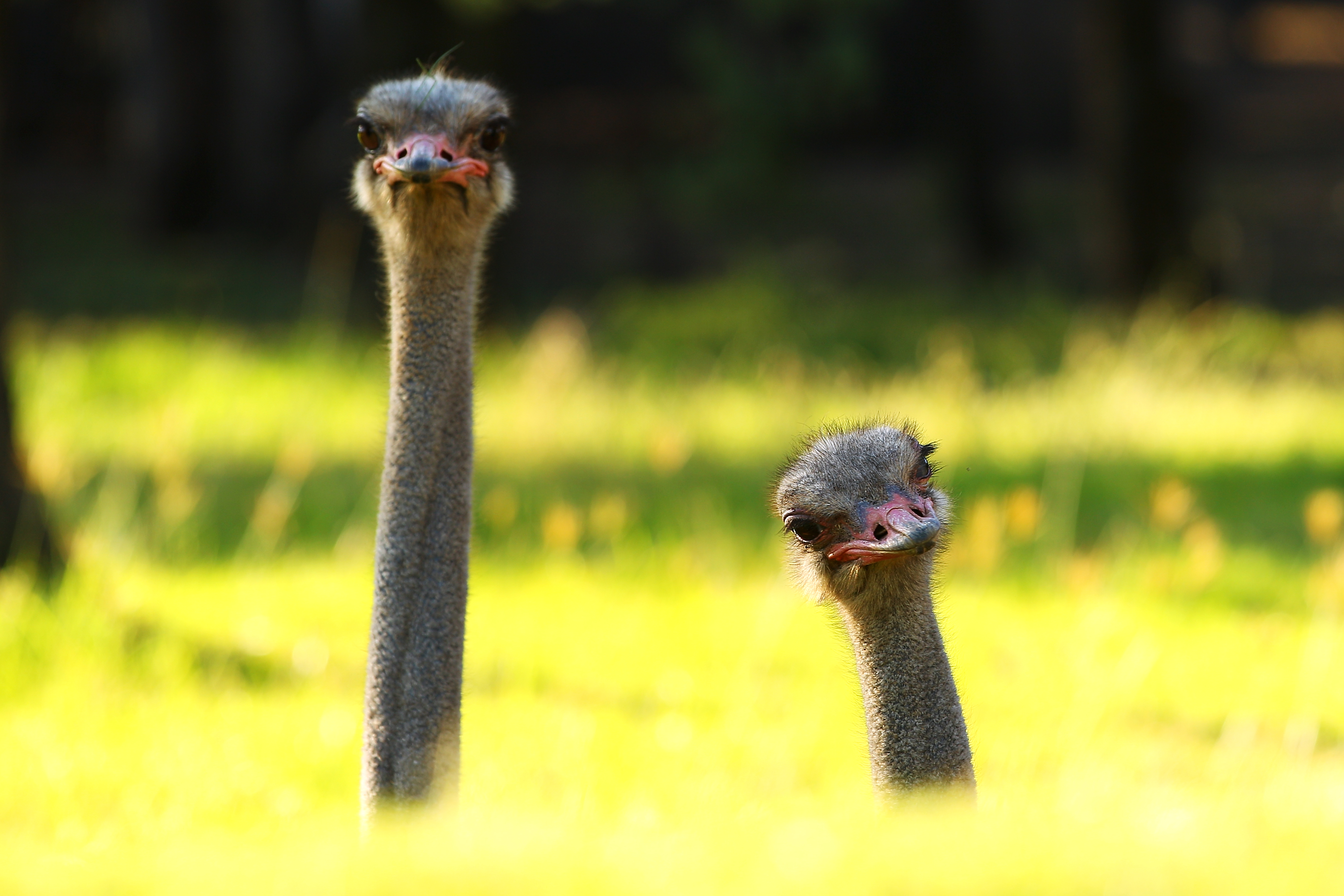 Behind The Scenes At Taronga Western Plains Zoo
