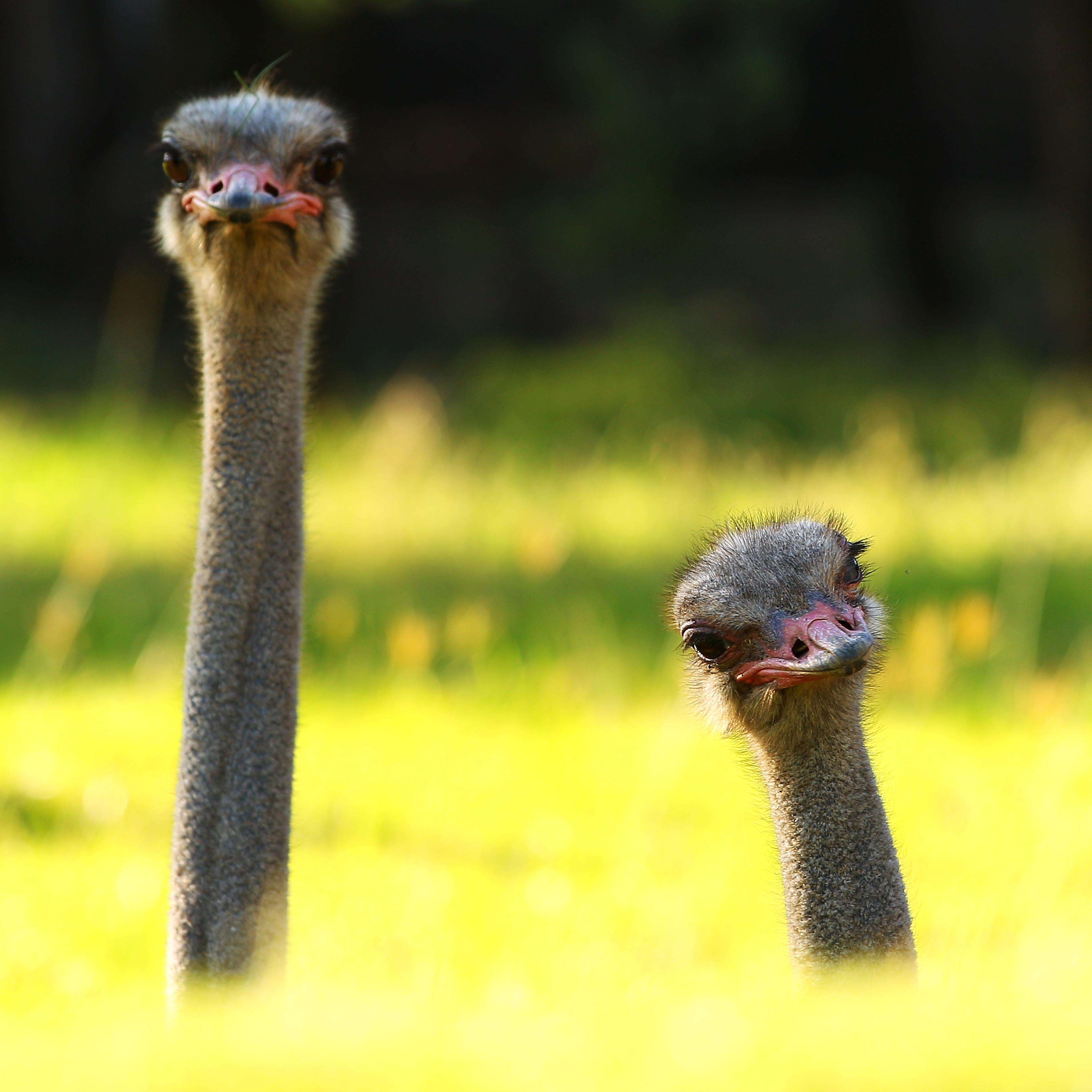 Behind The Scenes At Taronga Western Plains Zoo