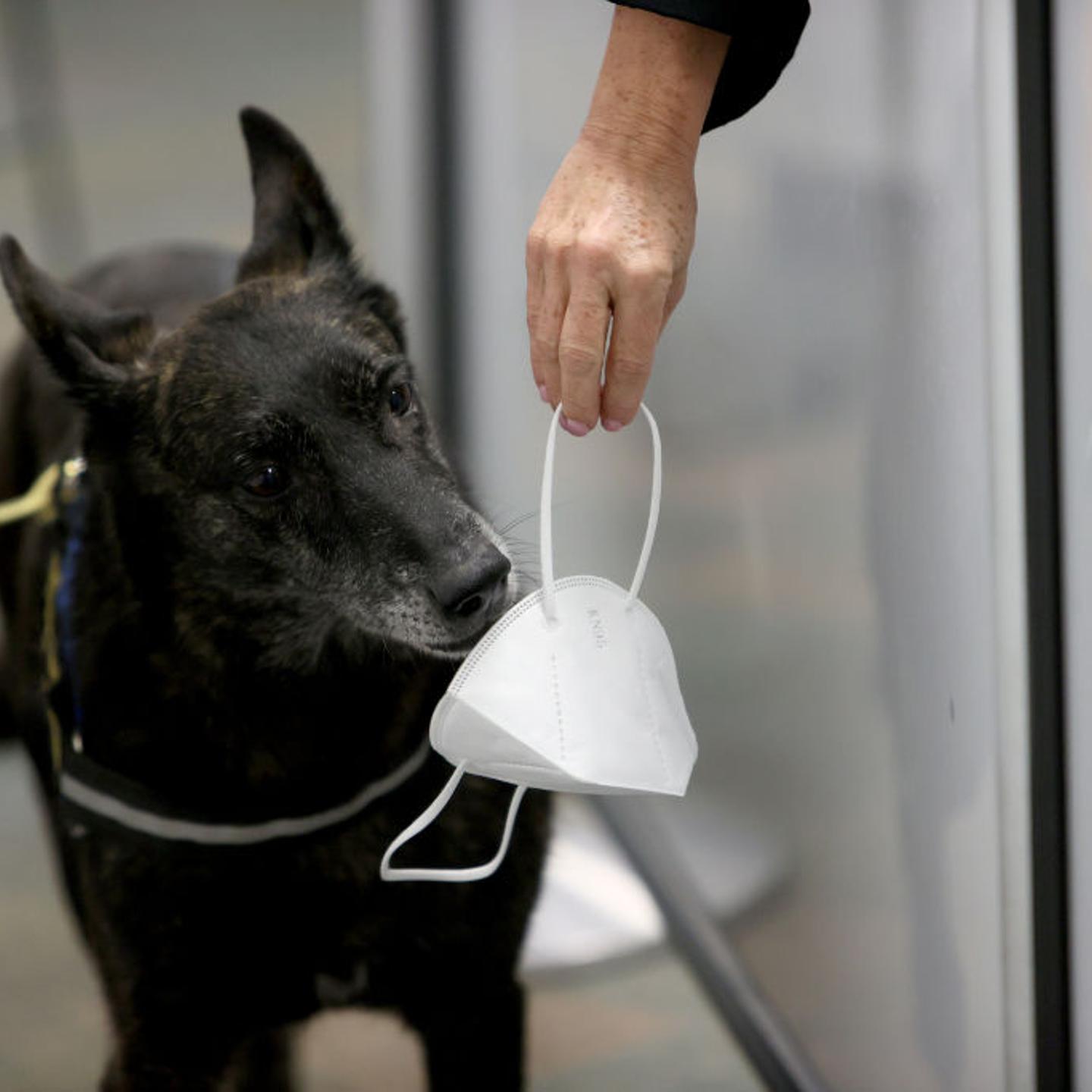 Miami International Airport Tests Use Of Covid-19 Detecting Dogs