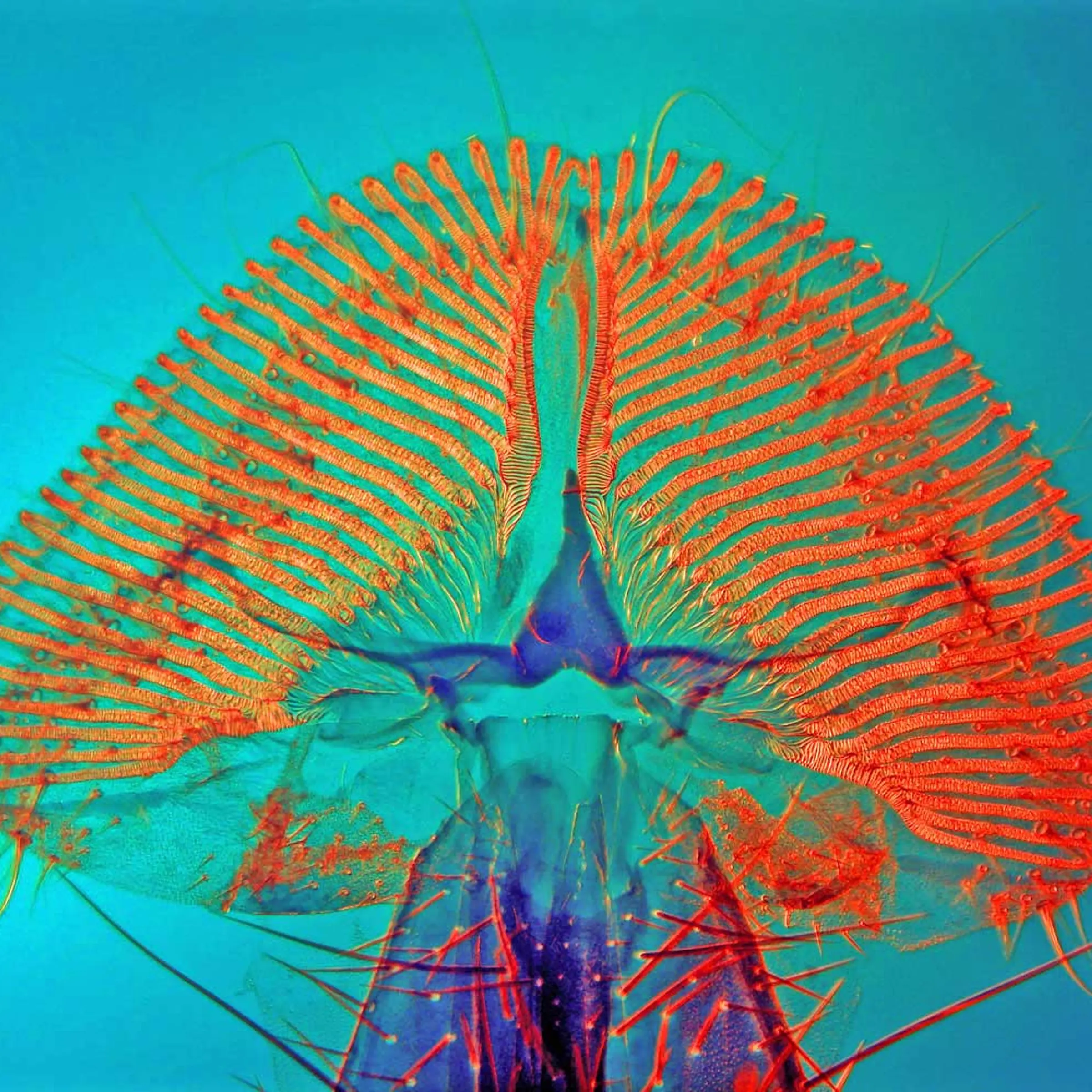 Honorable Mention: Proboscis of a blowfly.