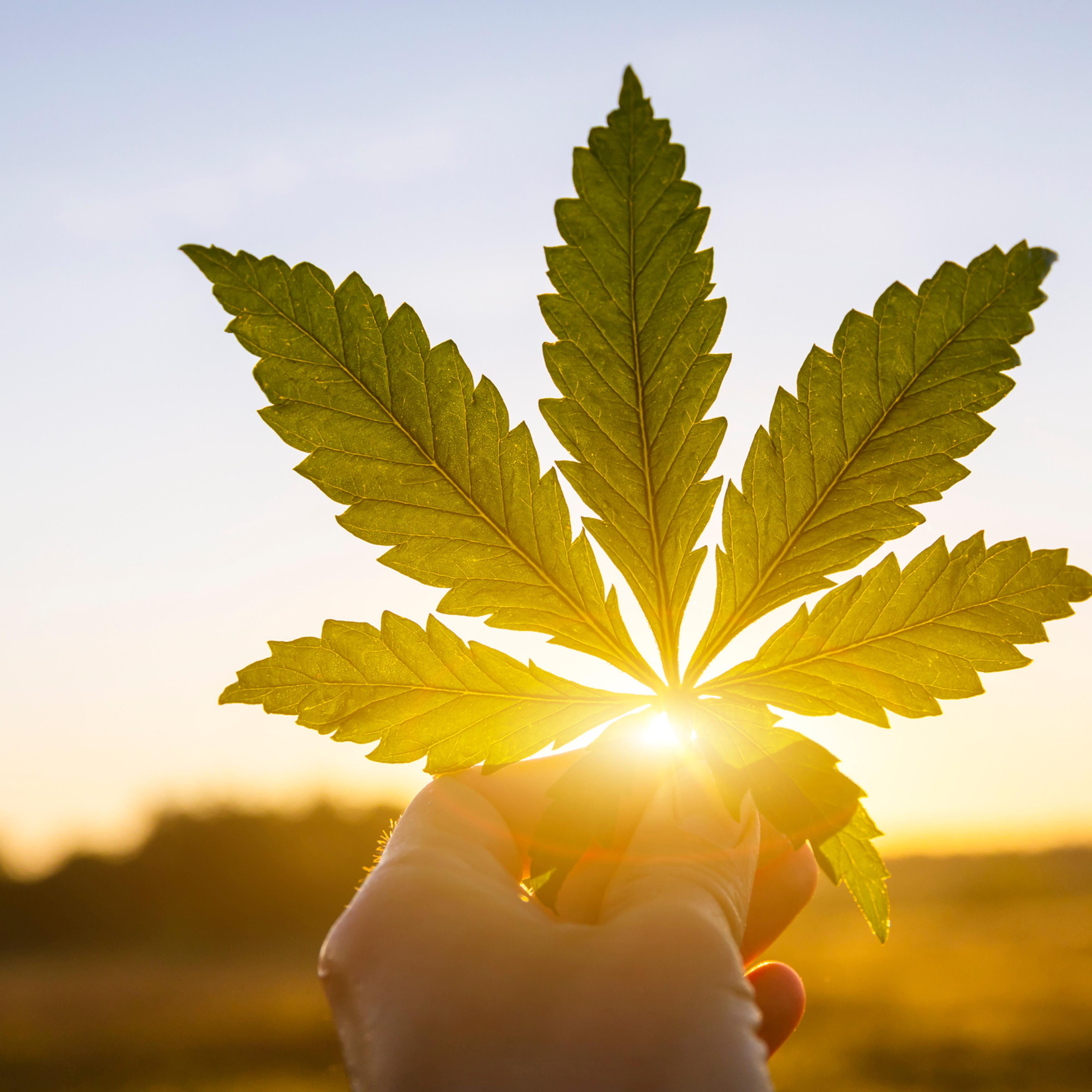 Marijuana leaf in hand on sunset sky background