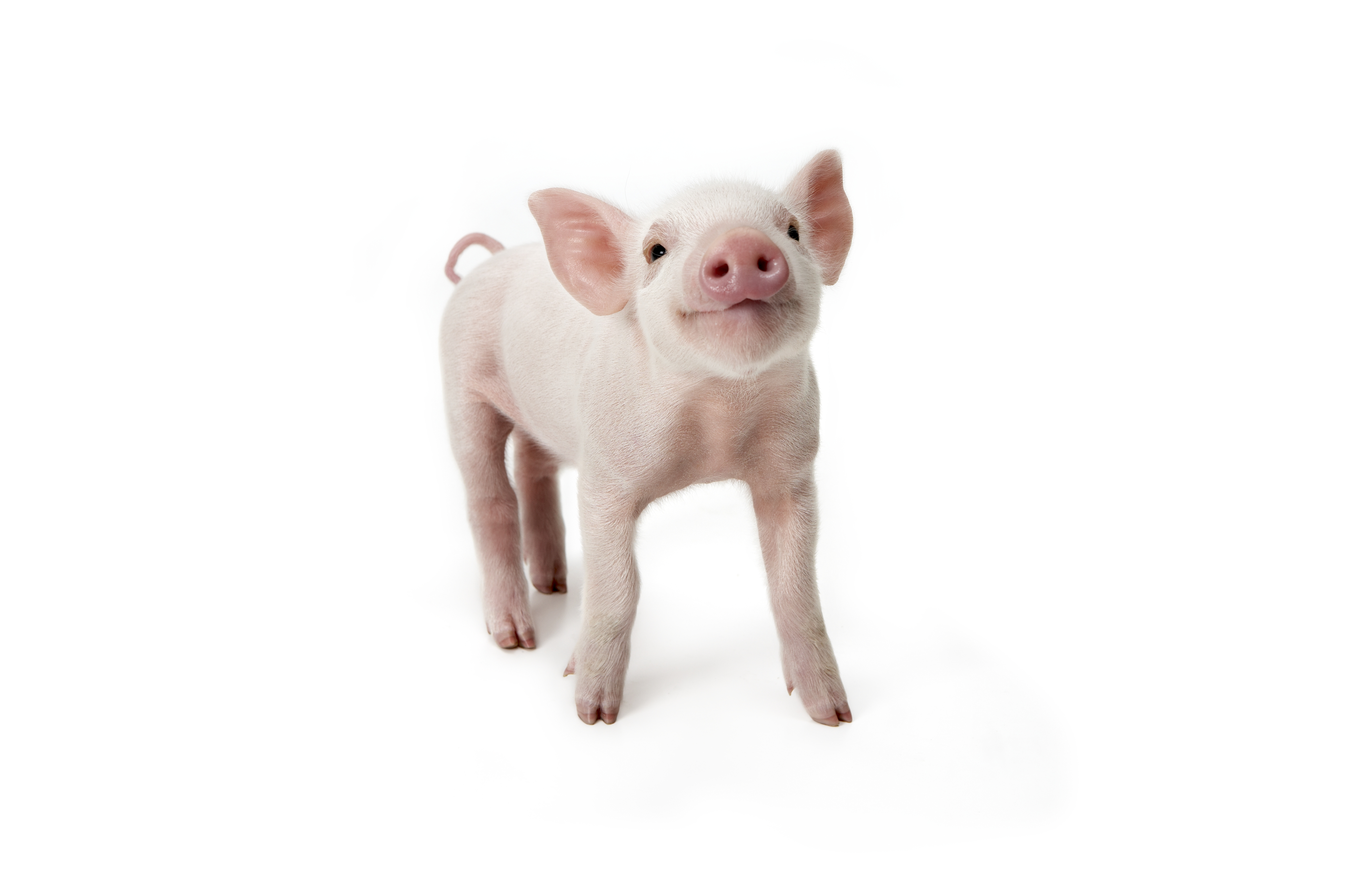 Pig standing looking up, white background