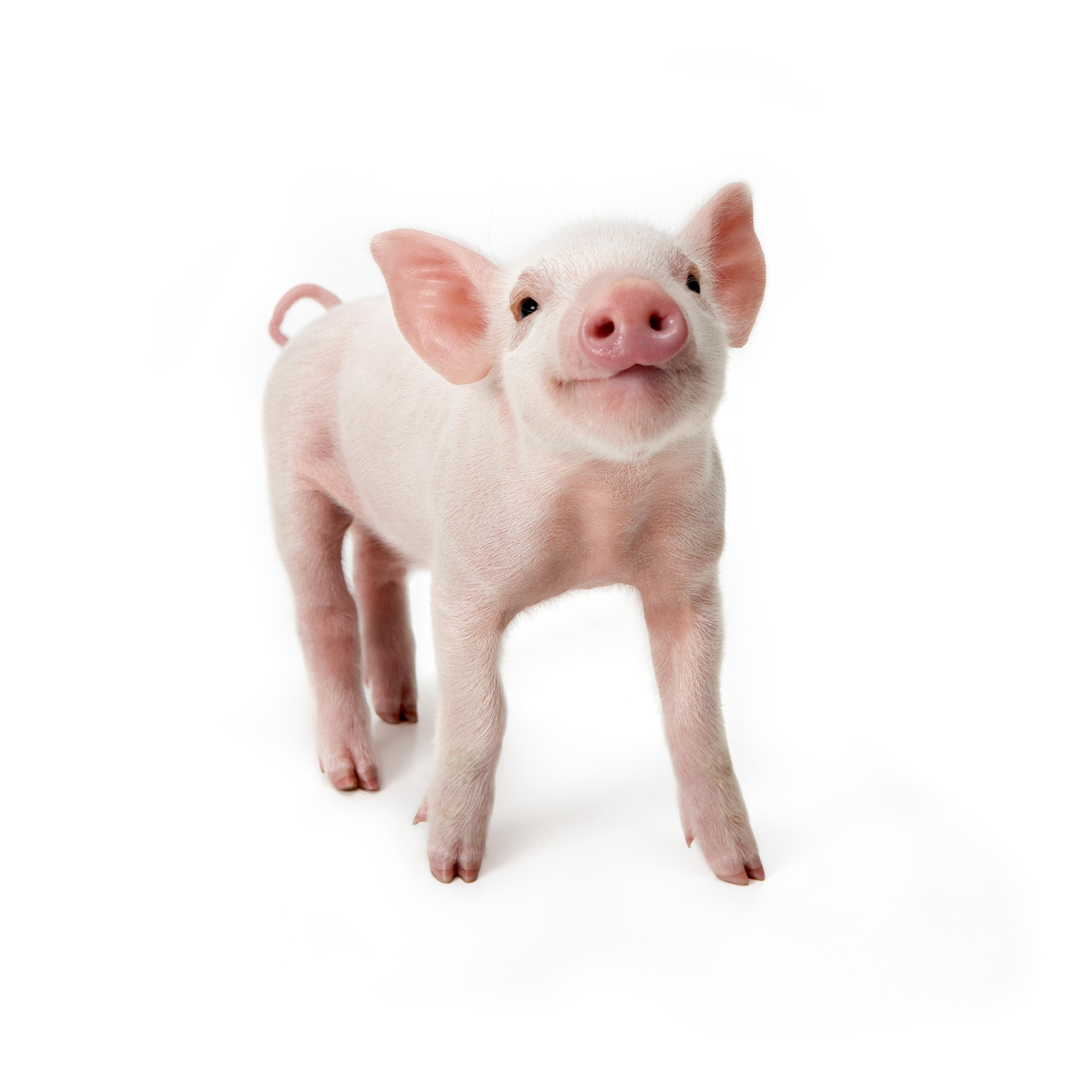 Pig standing looking up, white background