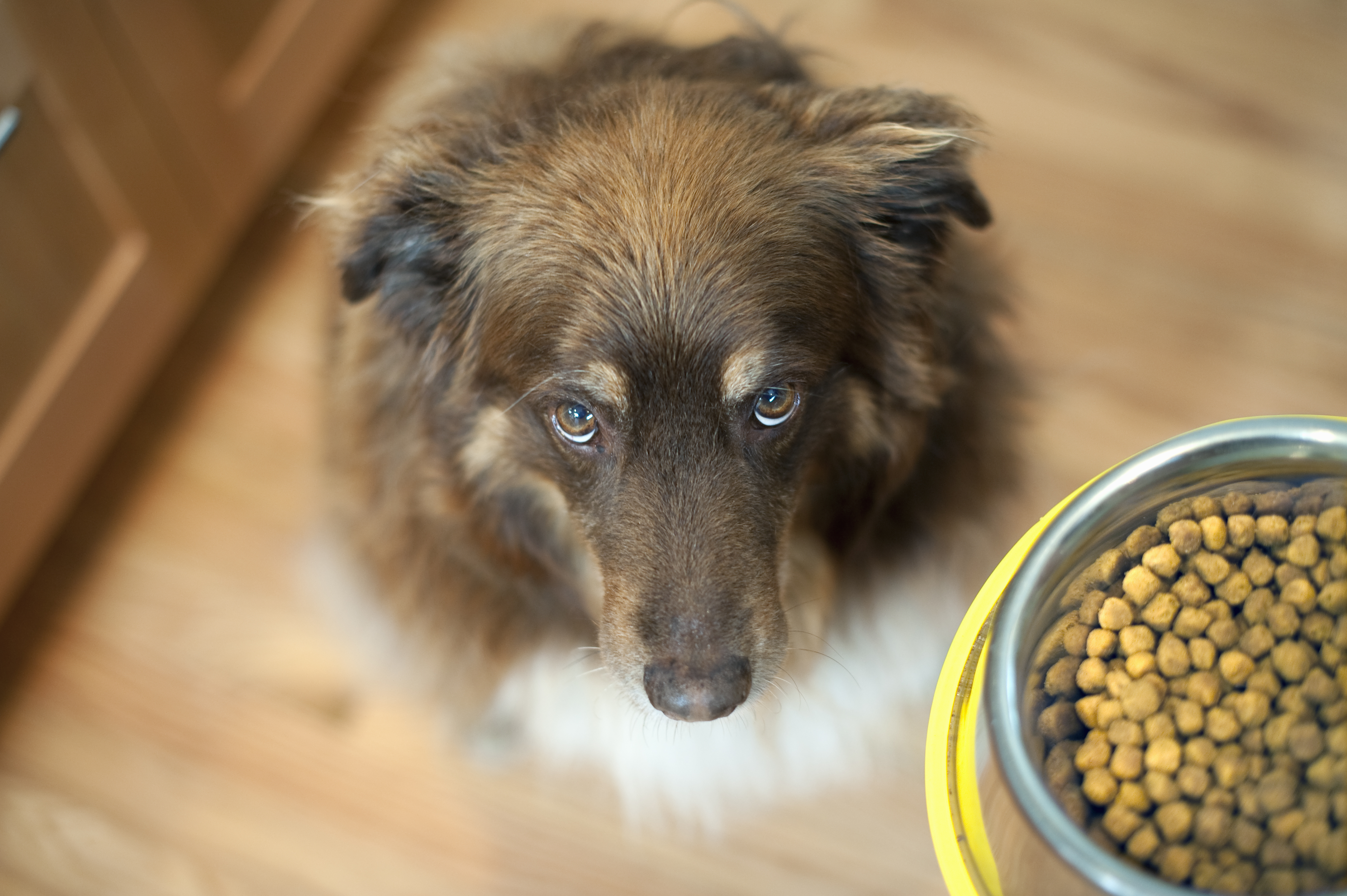 overhead view of dog looking up at bowl of food