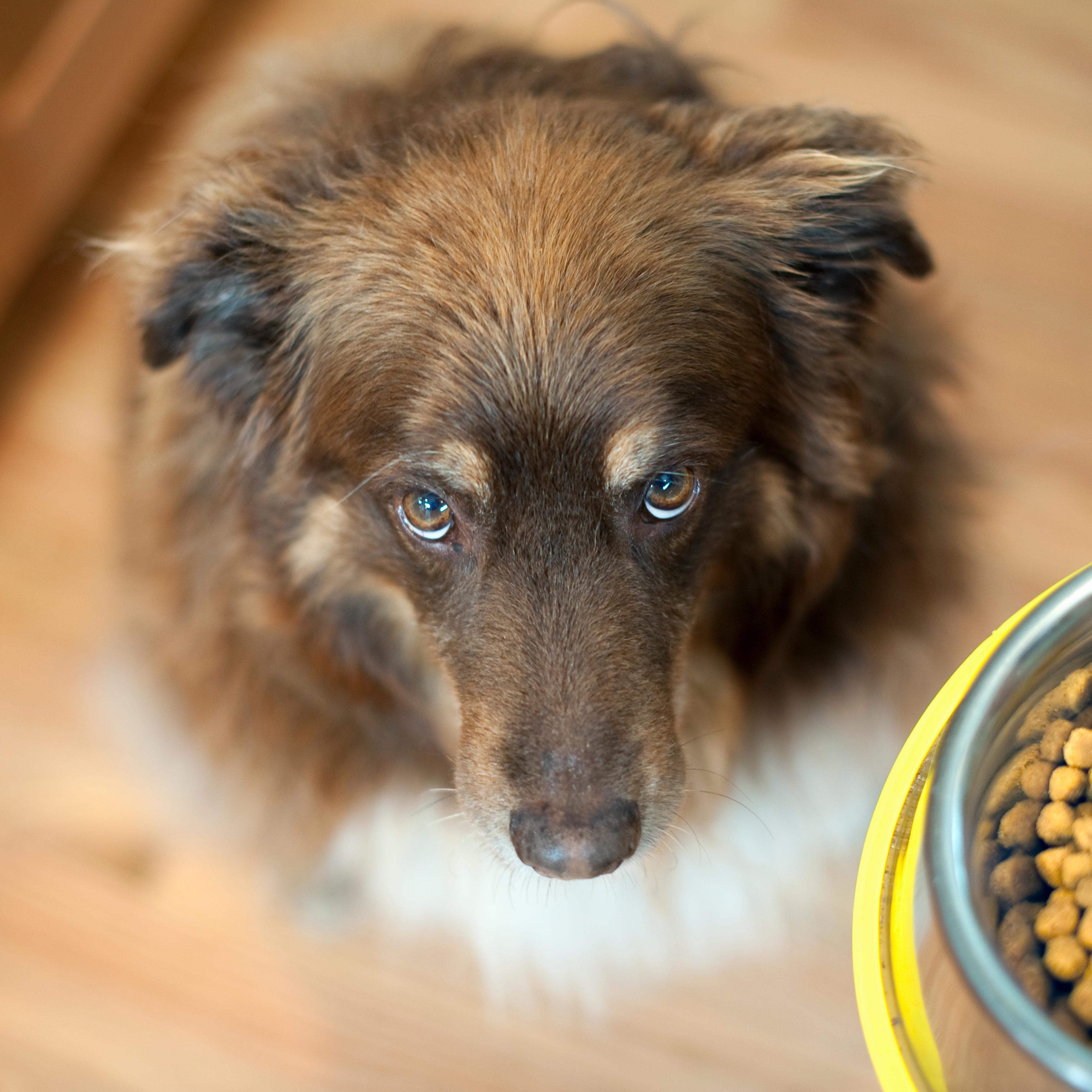 overhead view of dog looking up at bowl of food