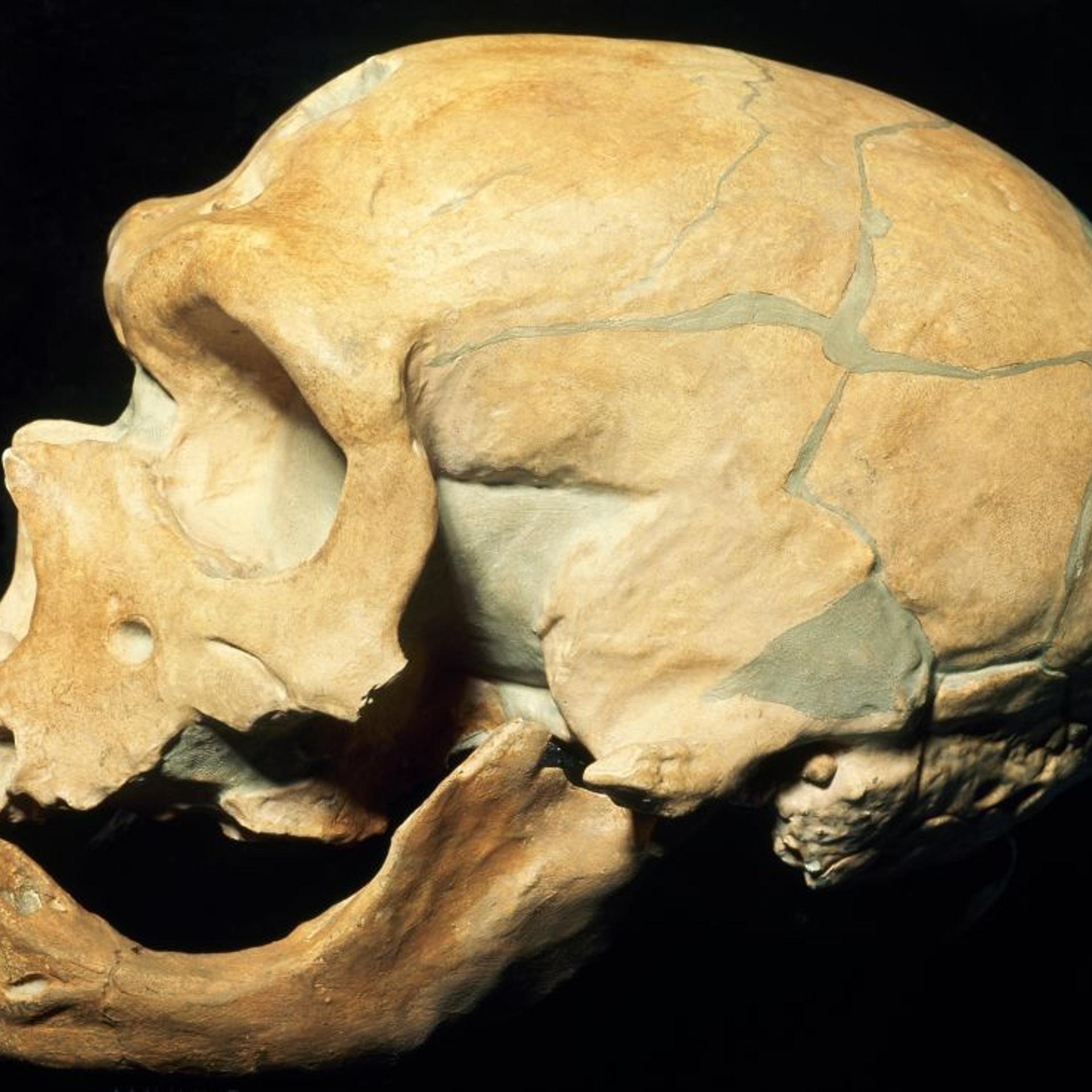 Neanderthal skull