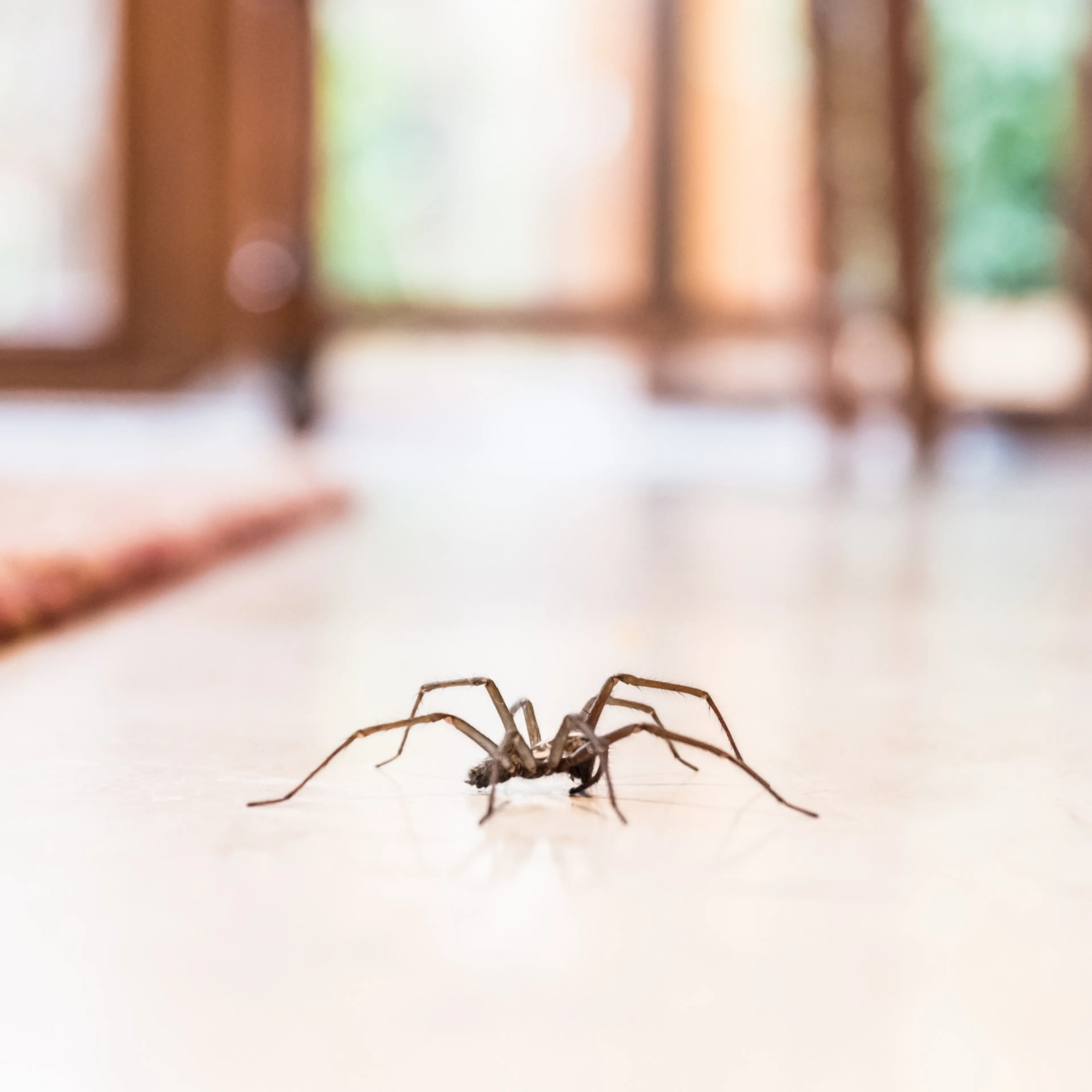 common house spider on the floor in a home
