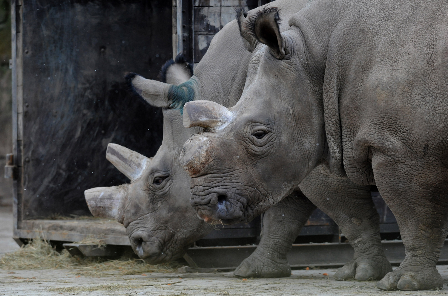 rhino.jpg?branch=production&