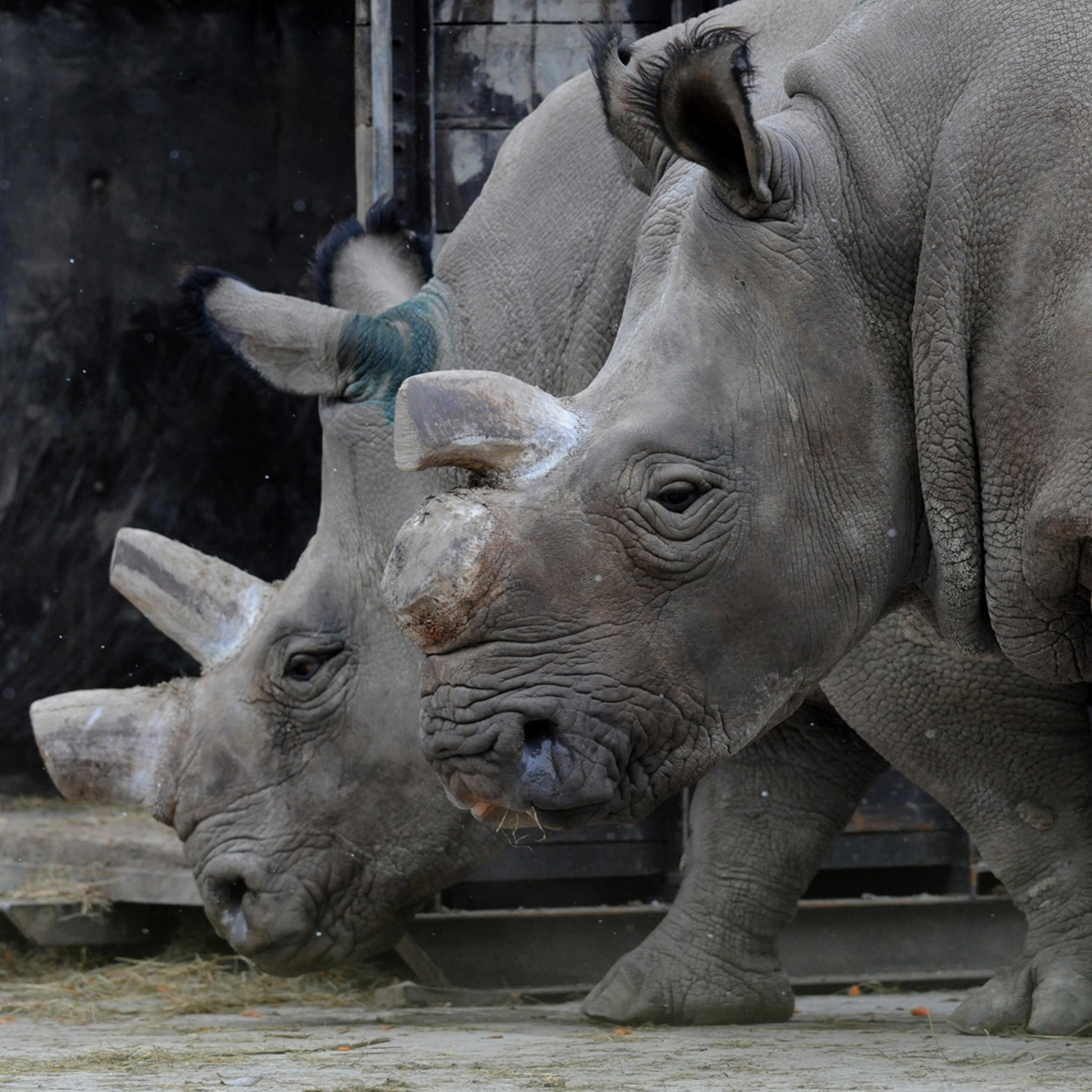Northern White Rhino (Ceratotherium simu