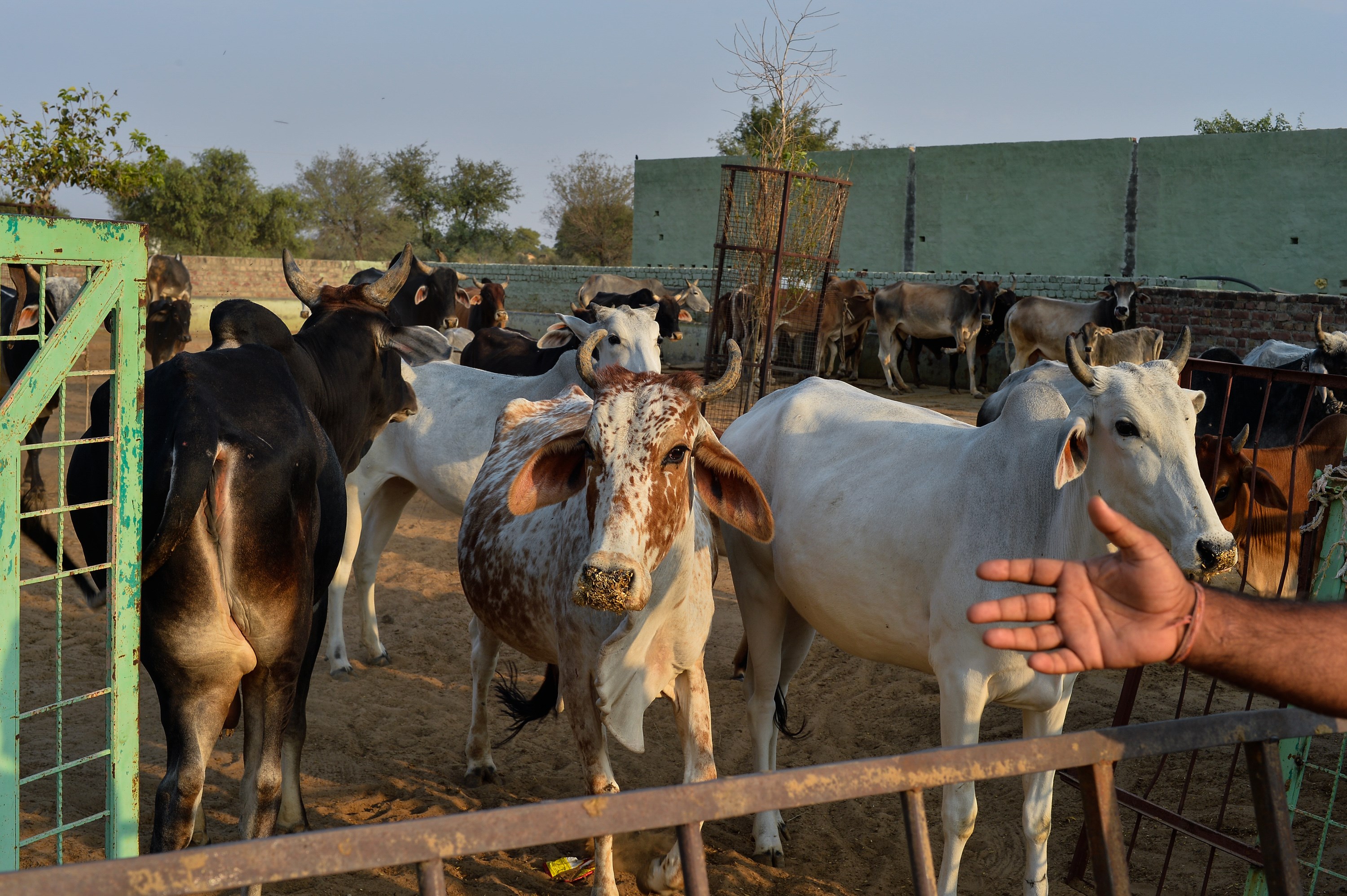 INDIA-POLITICS-RELIGION-BEEF