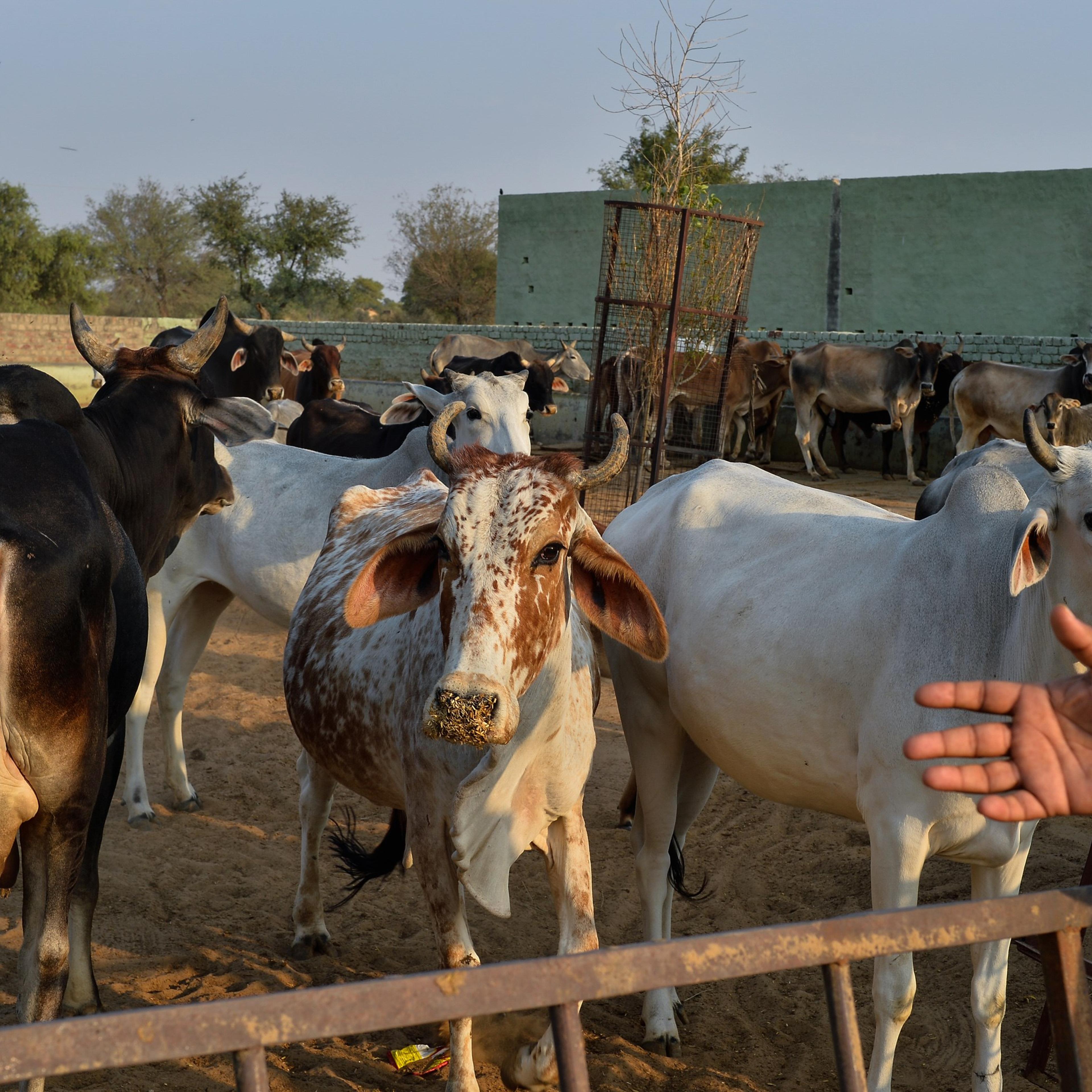 INDIA-POLITICS-RELIGION-BEEF