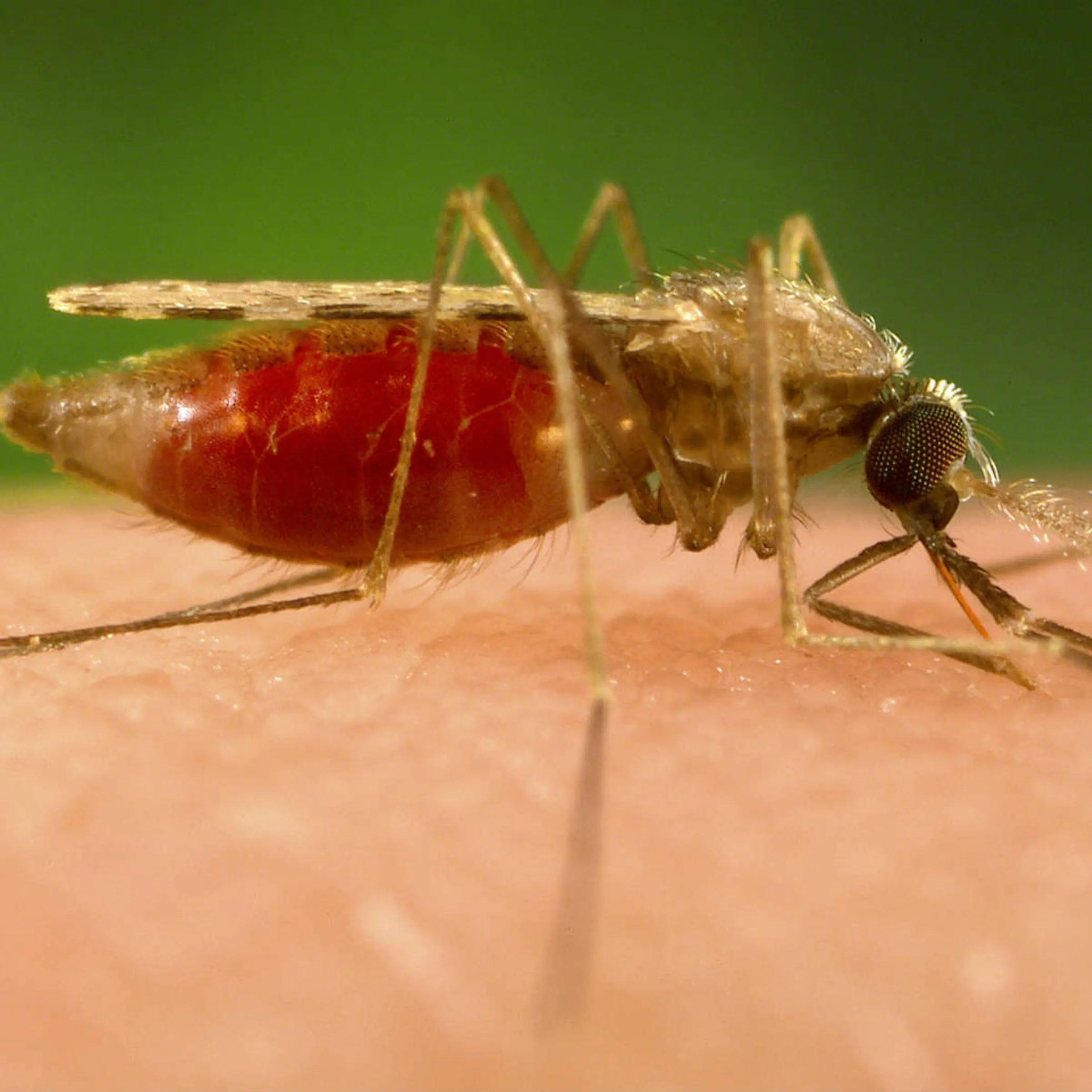 Malaria mosquito