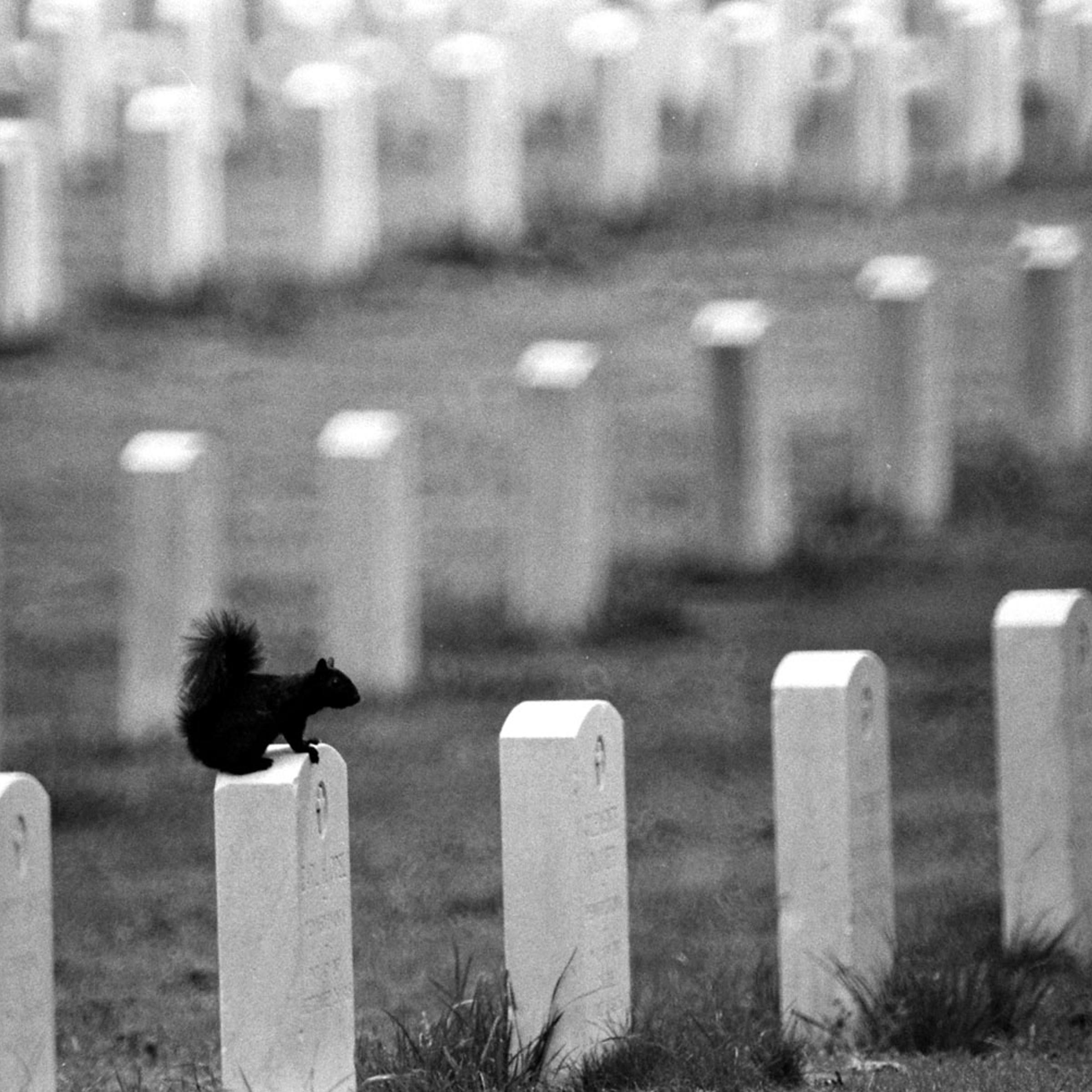 A resident squirrel perches on a headstone at Arlington National Cemetery, 1965.