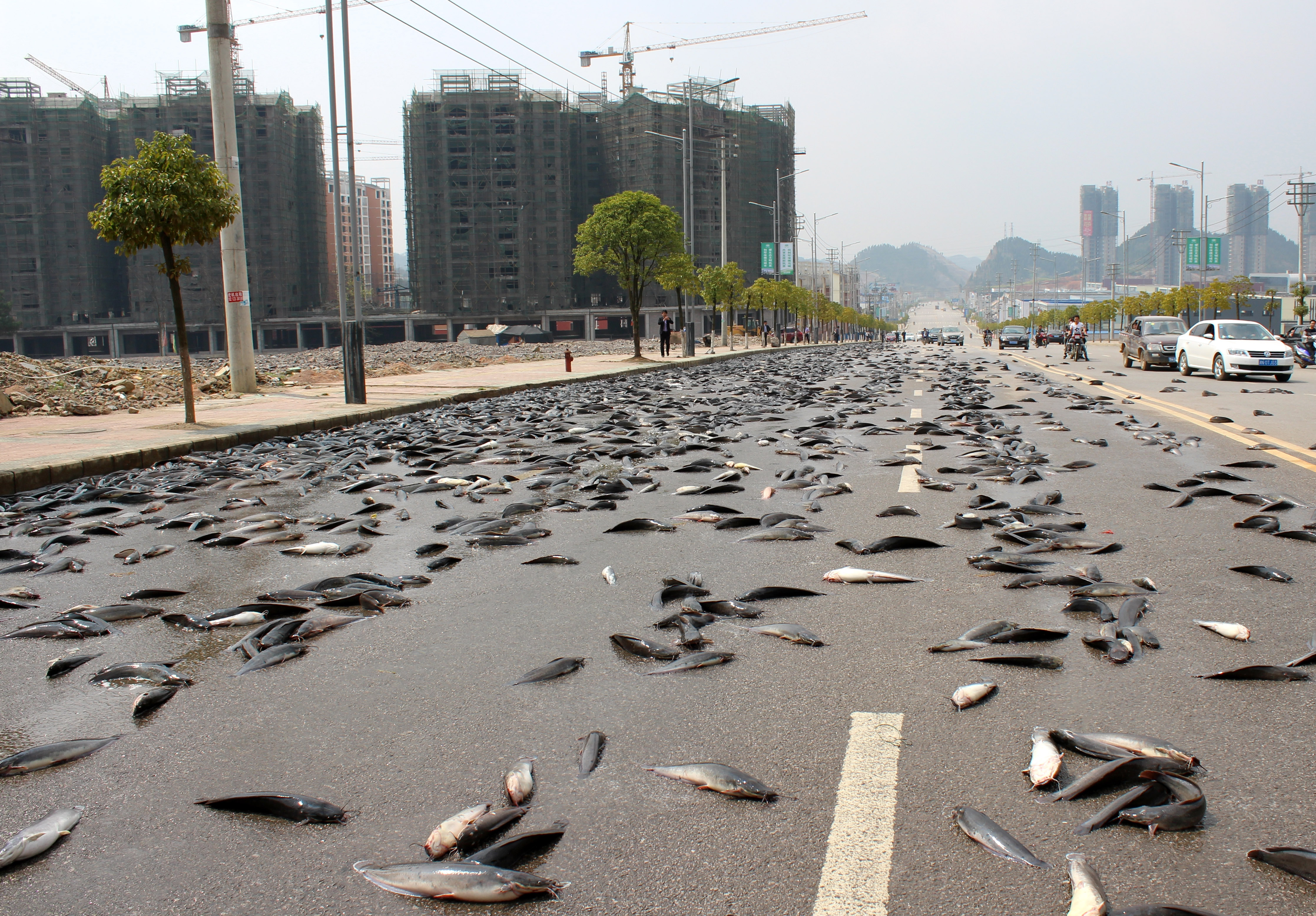 Thousands Of Kilograms Of Catfish Scatter In Kaili